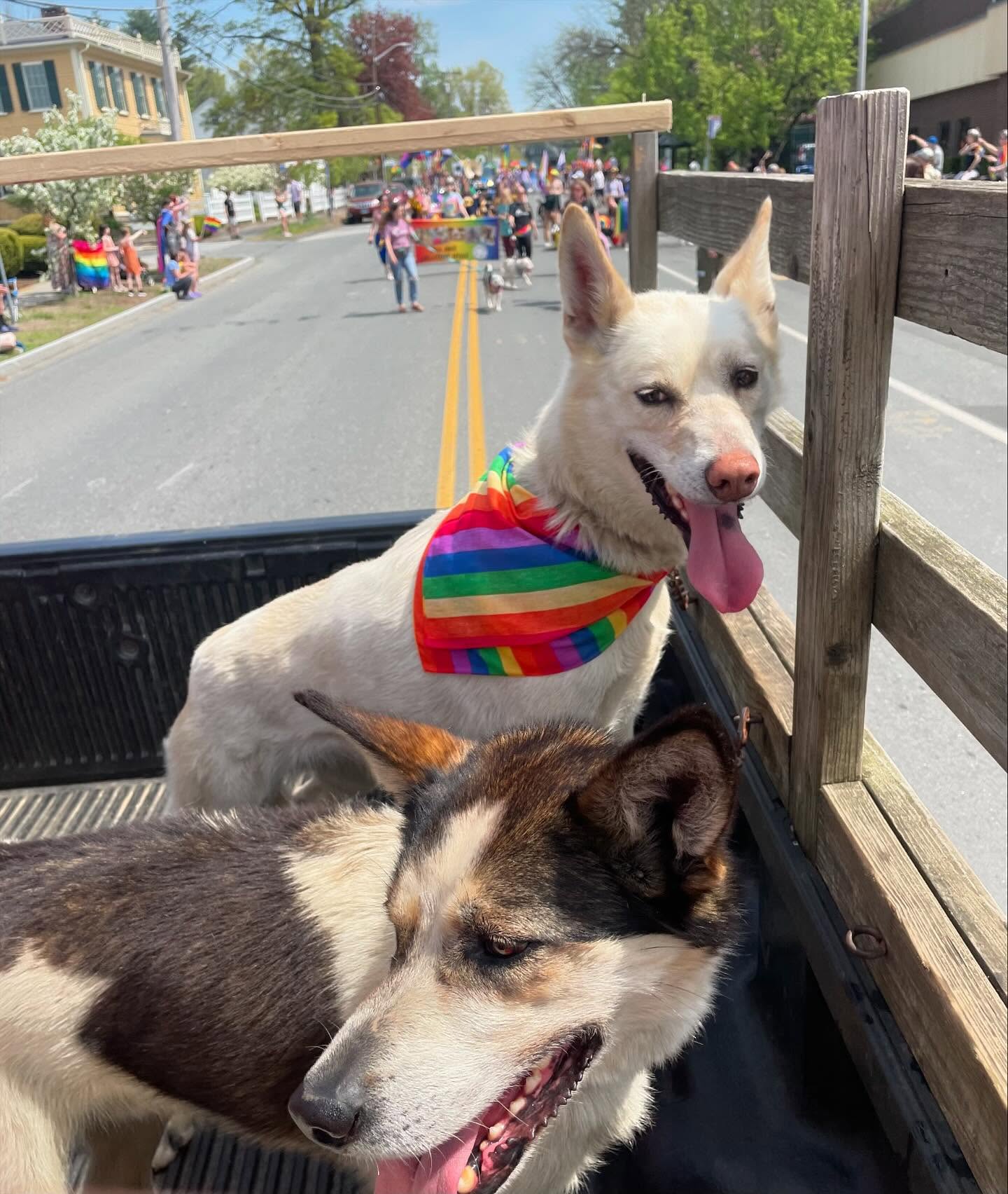 Frita & Espresso rockin’ Pride Parade yesterday! #hilltownsleddogs #prideparade #wootwoot #lovemydogs