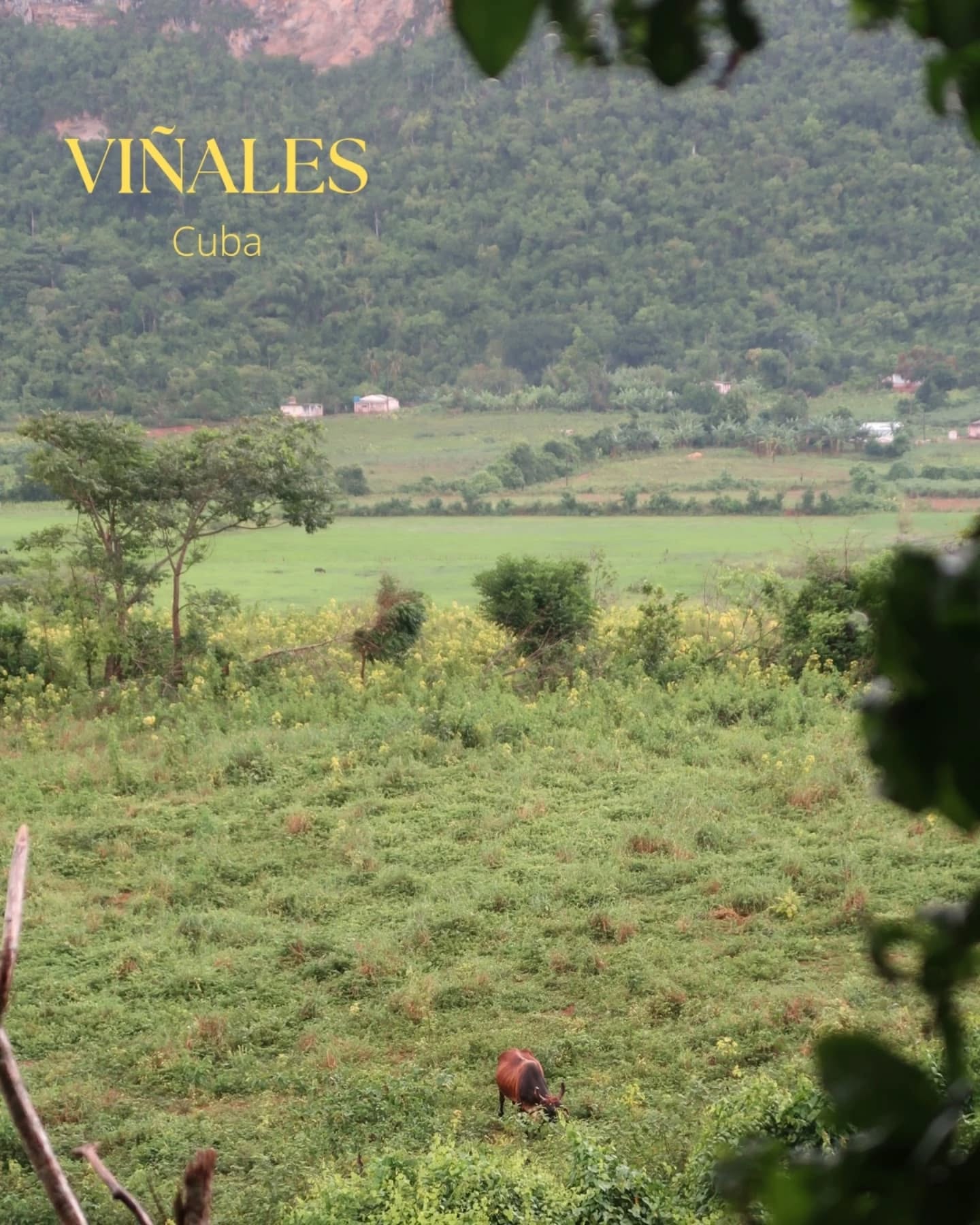 Bem cedo, viajámos de autocarro e, aos solavancos pelas estradas esburacadas entre campos muito verdes, com arbustos rasteiros e palmeiras a recortar o céu, rumámos em direção à Cuba mais autêntica.
Passámos dois dias em Viñales, a zona rural onde se produz o melhor tabaco do país.
Leiam o guia de viagem no blog.
#DiáriodeBordo #newblogpost #travelblog #Viñales #Vinales #Cuba