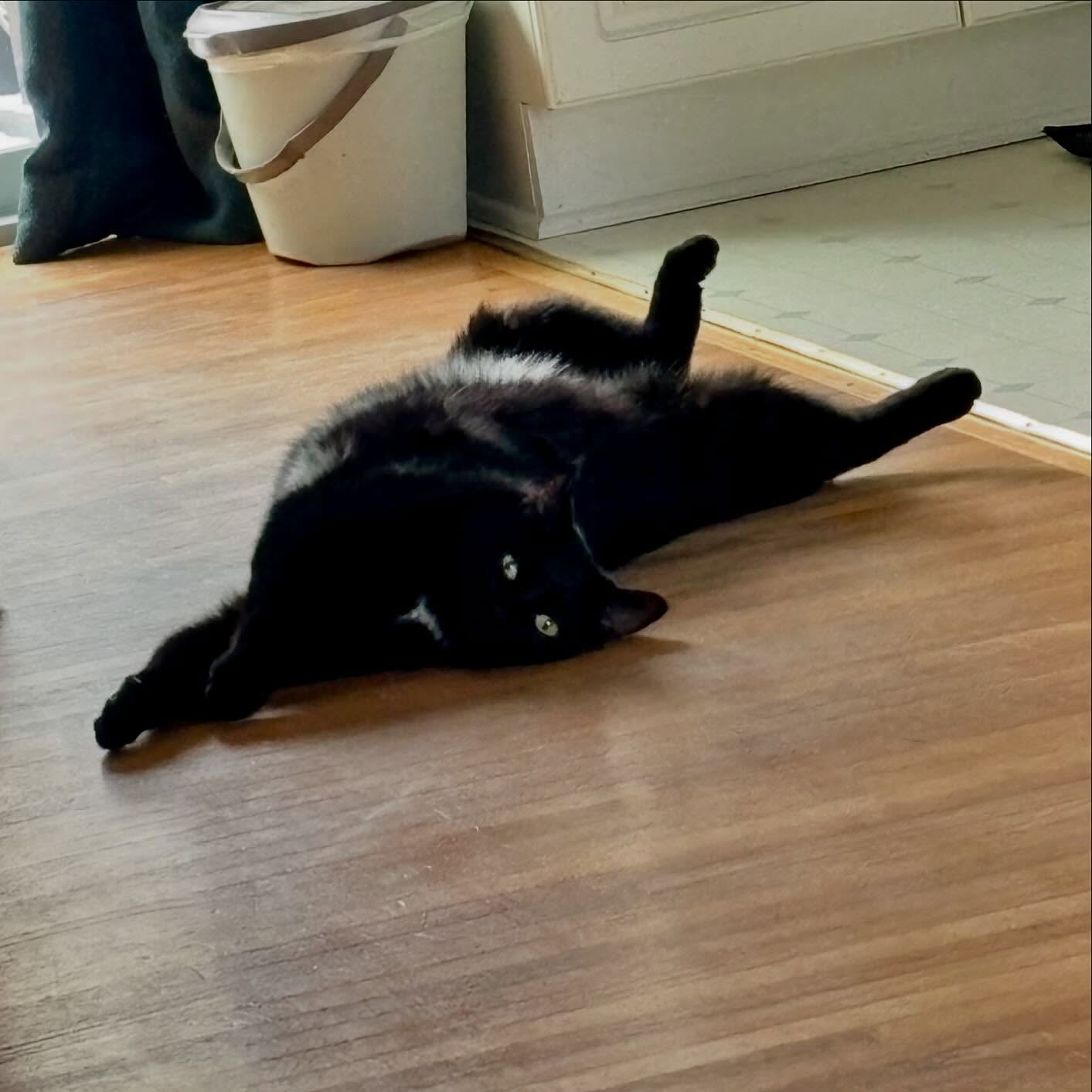 Freddie looking ridiculous.