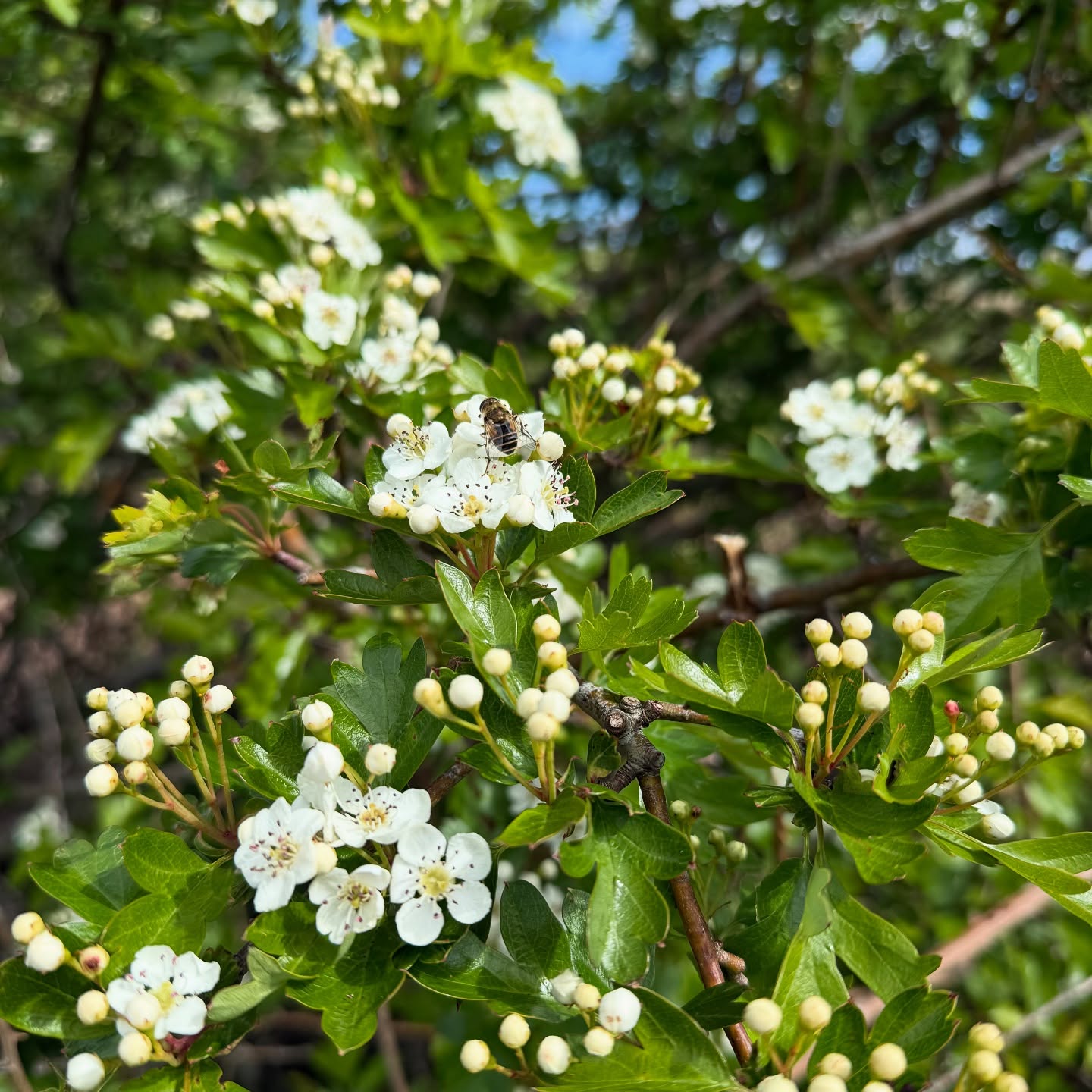 What a glorious Bealltainn weekend we have been enjoying here at Edgelands on the beautiful #isleofgigha 🌸 New things are coming our way this summer with exciting editions to the gallery - including our soon to launch cultural events program and a new ceramics exhibition which just landed on-island direct from the Pacific Northwest! In the meantime we have been enjoying the abundance of blooms, sun and new life that continues to spring up all around us ✨