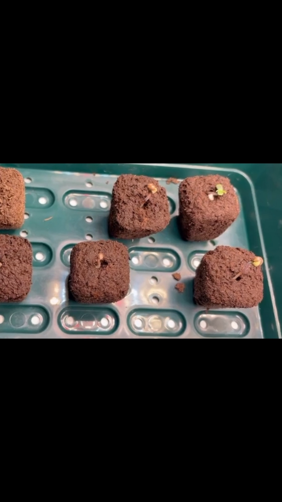 Les bébés sont 🌱 plantés 😎