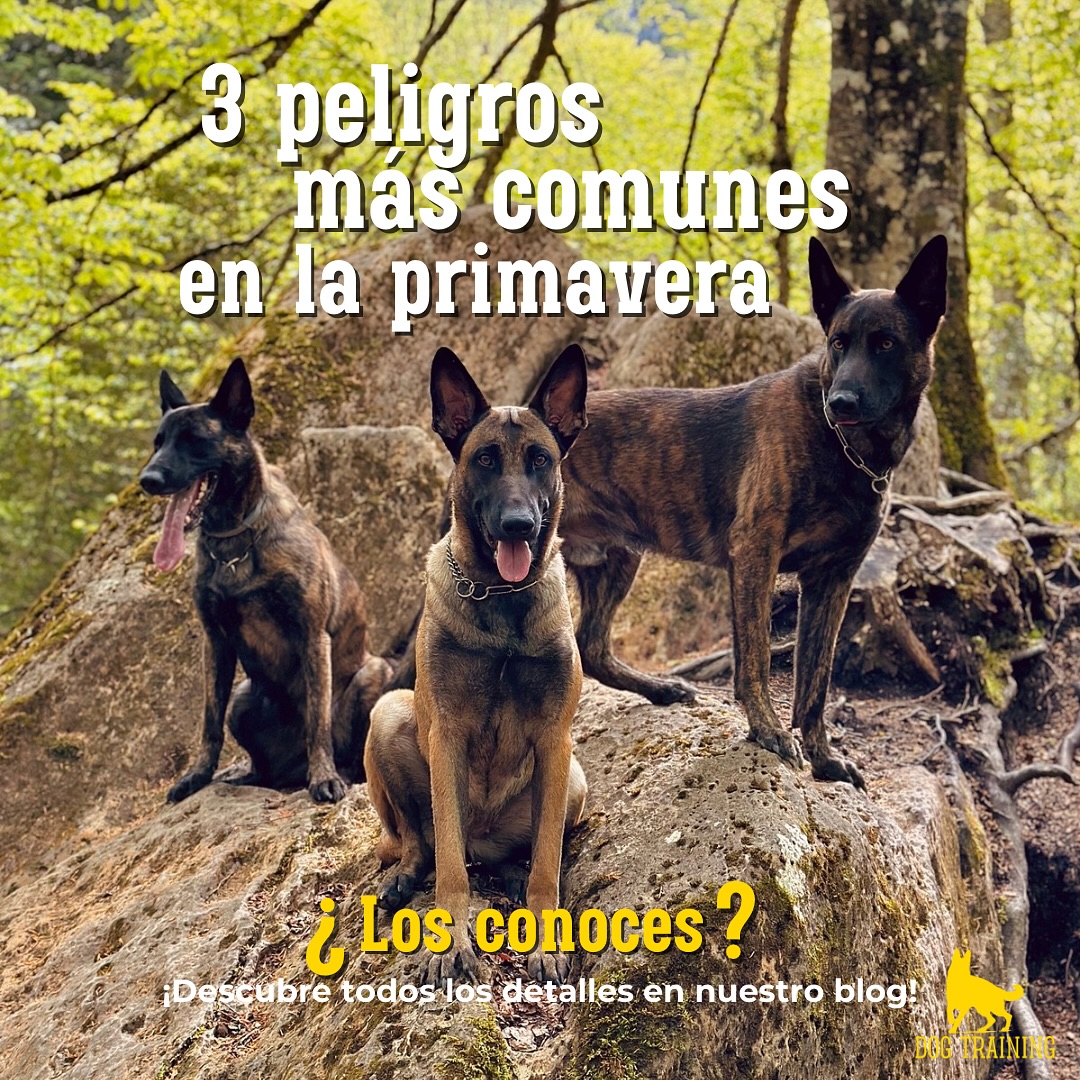 ⚠️¿Conoces los tres peligros más comunes para tu perro en primavera?
La primavera lo cambia todo: más paseos, más rutas, más aventuras… pero también más riesgos que pueden poner en peligro la salud de tu perro.
Algunos son tan comunes que quizá no los estás teniendo en cuenta, y si no se previenen a tiempo, pueden causar mucho más que una simple molestia.
En nuestro blog te contamos cuáles son, cómo prevenirlos y qué hacer para que tu perro disfrute del buen tiempo sin complicaciones.🌷
📖 Léelo completo aquí:
🔗 www.thedogtraining.es
💬 ¿Tu perro ha tenido algún susto en primavera? ¿Qué haces tú para protegerlo? ¡Te leemos en comentarios!
❤️ Guarda este post para tenerlo a mano y compártelo con quien tenga perro y quiera disfrutar de la primavera sin sustos.
~
#dogtraining #dogtrainingtip #perrosfelices #bienestaranimal #pastorholandés #malinois #dutchshepherd #cuidadocanino