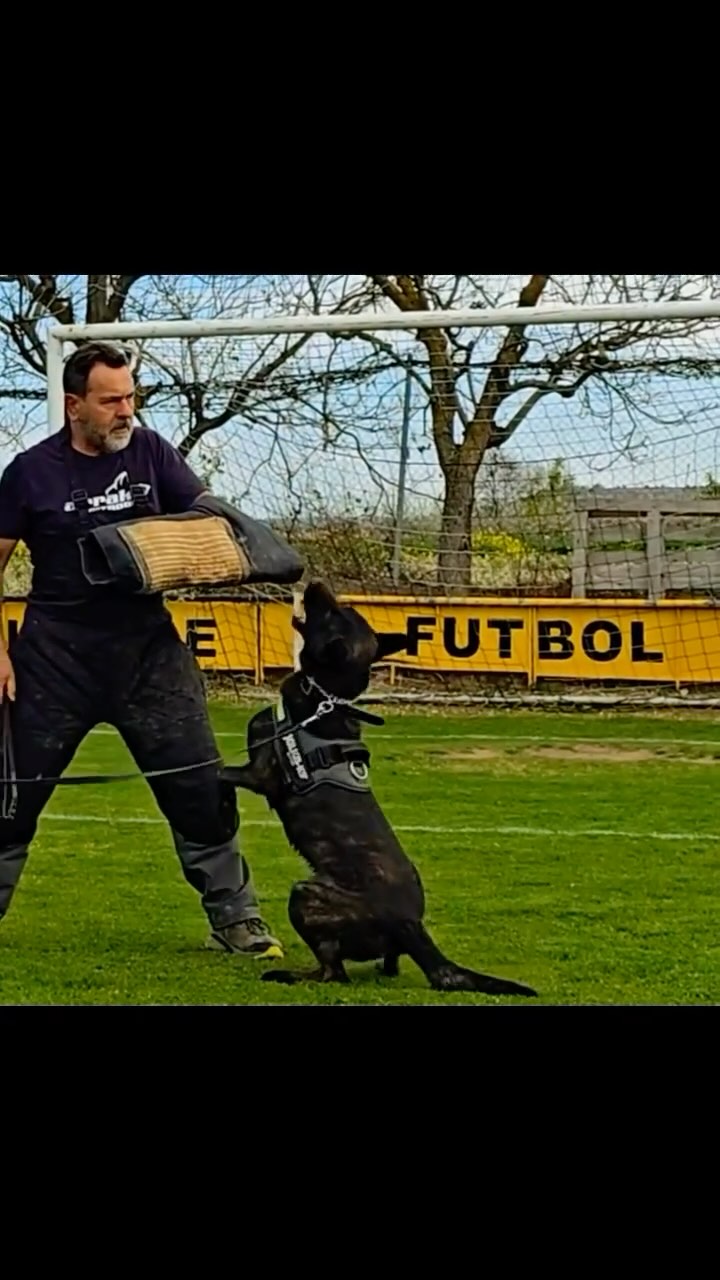 Preparándonos para el Grado II 🏆
📍Cero 4 @enriquejimcar
#dogtraining #adiestramientocanino #pastorholandes #dutchshepherd #igp #igptraining #igpdog
