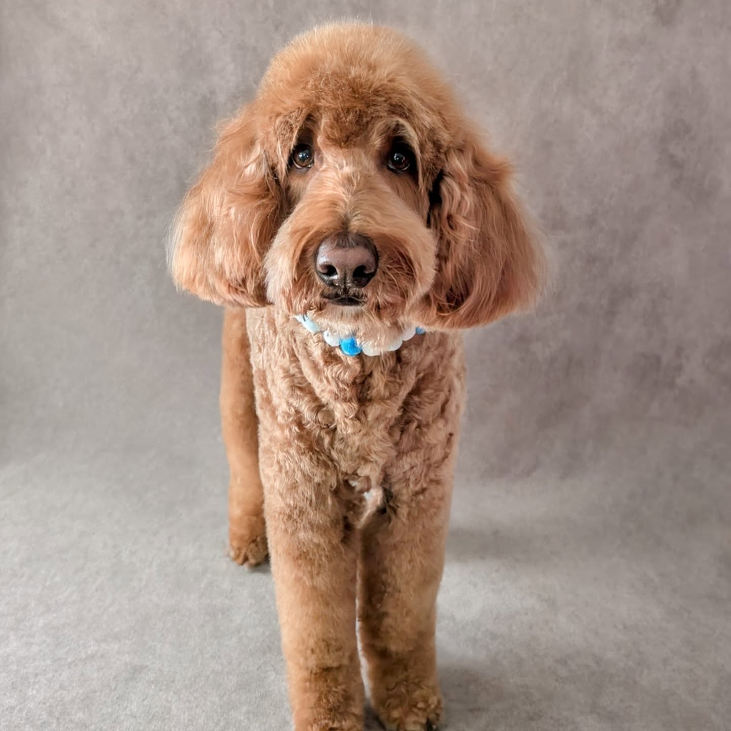 Dreamboy Odie ✨
#doggroomer #hundefriseur #doodle #goldendoodle #teddycut