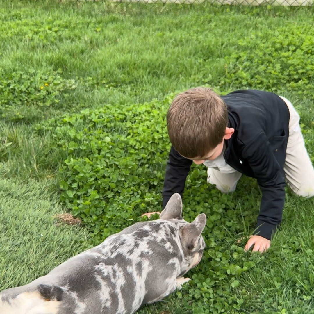 💙 “He taught me how to love, and I taught him how to slide.”
Meet Paws, our sweet 5-month-old French Bulldog Baby who’s looking for his forever home! This playful little guy is the absolute sweetest! 🛝🐾
Paws has been raised with love, patience, and plenty of socialization right here at Pawprint Companions. Our puppies are cared for like family from day one, and we back every pup with a **comprehensive health guarantee! **
If you’re ready to welcome a well-loved, happy, and healthy Frenchie into your heart, Paws just might be your perfect match.
📍 Based in Indiana | ✈️ Delivery available across the U.S.💻 Learn more at pawprintcompanions.com
#frenchbulldoglife #merlefrenchie #frenchbulldogpuppy