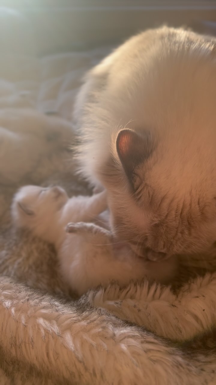 Auntie Ari lending a paw, helping clean and stimulate Lani’s kittens just like a natural co-mum. This early care helps tiny kittens go to the toilet and stay clean while they’re still learning! 🩷
www.purrsace.com
Purrsace Ragdolls
GCCFV registered breeder
Source# RB10973
#ragdollaustralia #ragdollcat #catsofinstagram #ragdollsofinstagram #ragdoll #ragdollkitten #catlover #ragdolllove #kitten #catlife #ragdollkitty
