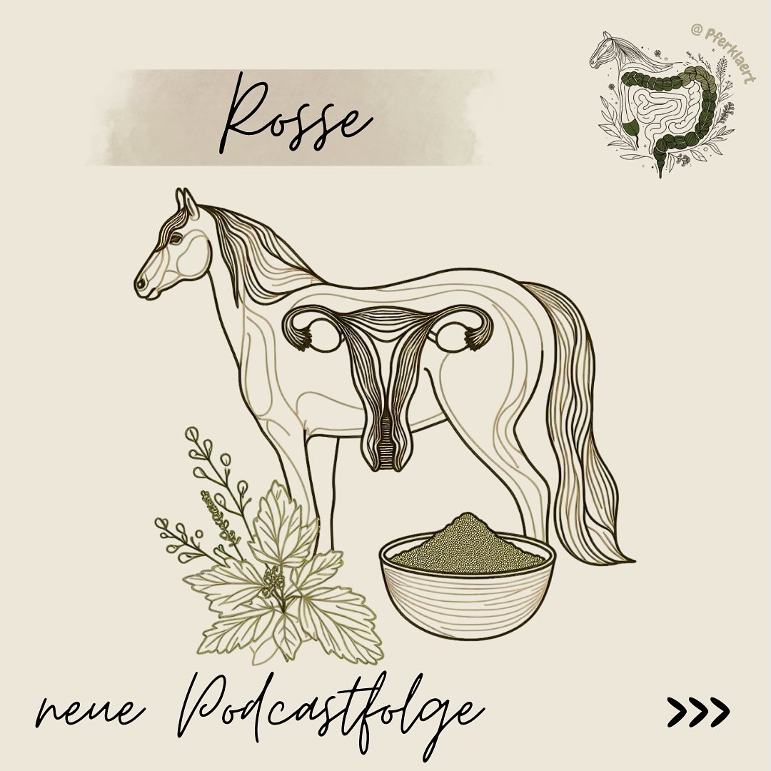 Im letzten Beitrag zum Thema Rosse habe wir ja schon geklärt, was die Rosse eigentlich ist, wie sie abläuft und was sie vom Zyklus des Menschen unterscheidet. Jetzt wollen wir uns noch einmal anschauen, wie man sein Pferd in der Rosse unterstützen kann 💊🌿
Wenn dich das Thema interessiert, höre gerne in die neue Podcastfolge 🎙️ „016 Rosse|Wissensbissen“ auf Spotify rein (🔗Link in meiner Bio).
⚠️Die Dauer der Rosse kann variieren. Eine verlängerte Rosse (Langrosse) über 10 Tage hinaus kann auf eine Persistenz der Follikel hindeuten.
👉🏻Manche Stuten zeigen deutliche Rosseanzeichen, obwohl kein Eisprung stattfindet.
👉🏻Vor allem Sportstuten zeigen oft keine Rossesymptome, was mit einem ausbleibenden Eisprung zusammenhängen kann.
👉🏻Eine Dauerrosse kann auf Eierstocktumore oder Zysten hindeuten.
👉🏻Auch ein gestörter Stoffwechsel kann mit extremem Rosseverhalten in Verbindung stehen.
Ein Rossekalender hilft dir, den Zyklus deiner Stute zu dokumentieren und Muster zu erkennen. So kannst du besser verstehen, wann sie rossig wird, ob sie Schmerzen hat oder ob hormonelle Unterstützung nötig sein könnte.
📖 Worauf solltest du achten?
🖊 Beginn der Rosse: Notiere das genaue Datum, an dem du die ersten Anzeichen bemerkst.
🖊 Dauer der Rosse: Halte fest, wie viele Tage sie anhält.
🖊 Symptome & Intensität: Dokumentiere körperliche und Verhaltenssymptome und bewerte ihre Stärke (leicht, mittel, stark).
🖊 Besondere Vorkommnisse: Notiere ungewöhnliches Verhalten, gesundheitliche Probleme oder andere Auffälligkeiten.
👉🏻So einen Rossekalender findest du auch ab sofort kostenlos bei mir auf der Internetseite. Schreibe „Rosse“ in die Kommentare und ich schicke dir den Link dazu ☺️
Zur Unterstützung deines Pferdes in der Rosse:
💉Hormonelle Unterstützung: In bestimmten Fällen kann die Rosse hormonell beeinflusst oder unterdrückt werden, z. B. durch Medikamente. Auch mechanische Methoden wie das Einsetzen einer Kunststoff- oder Glasmurmel in die Gebärmutter werden angewendet. Das hormonelle Management sollte immer in Absprache mit einem Tierarzt erfolgen und birgt auch Risiken.
⬇️weiter geht es in den Kommentaren⬇️