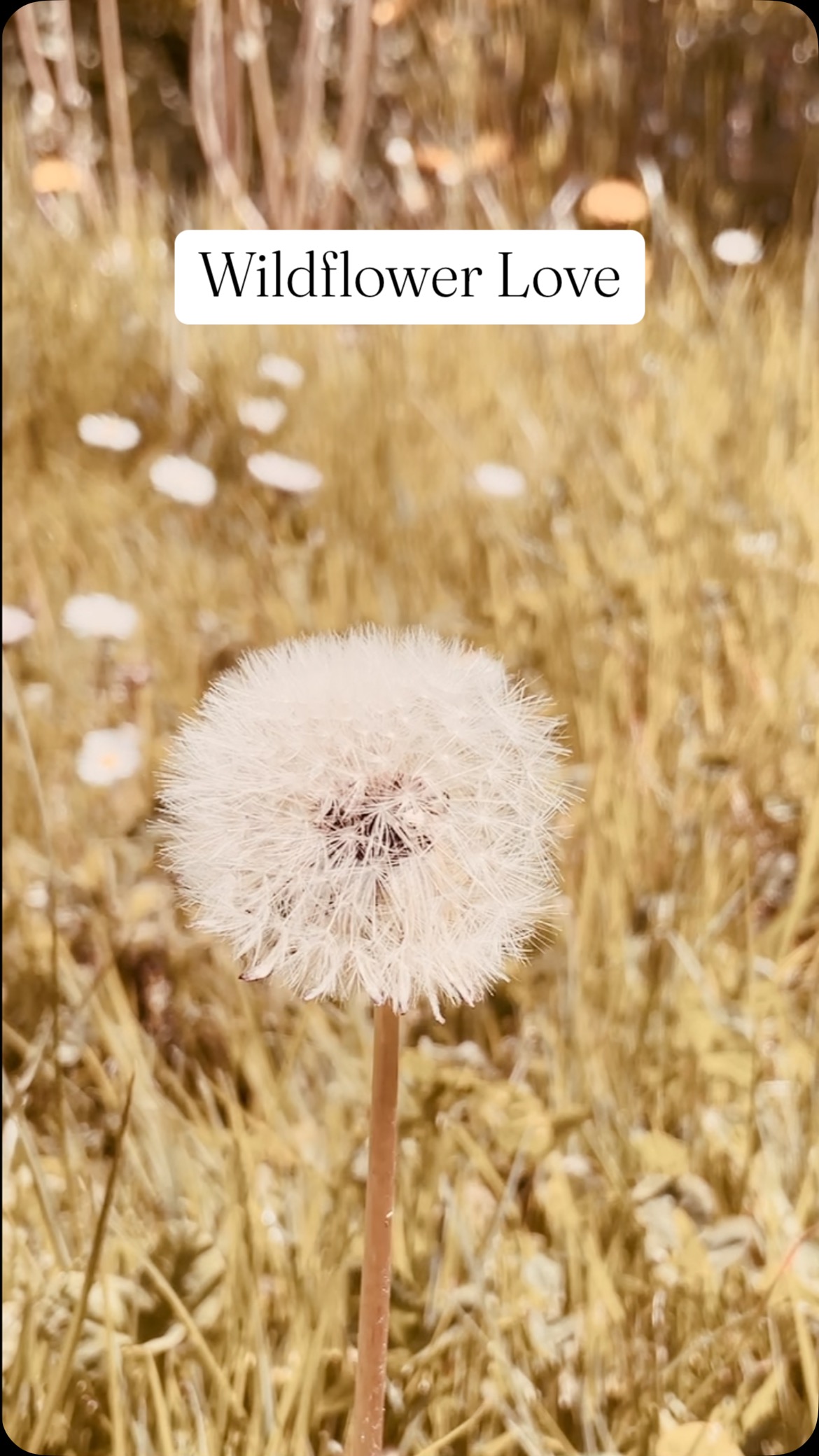 🌼 Wildflower Love🌼
Frühling liegt in der Luft – „Wildflower Love“ erscheint diesen Freitag und bringt euch den Soundtrack für blühende Herzen und sonnige Tage
#lifeisgoodwithrosewood #swissmusic #musicfromswitzerland #americana #countrymusic #wildflowerlove