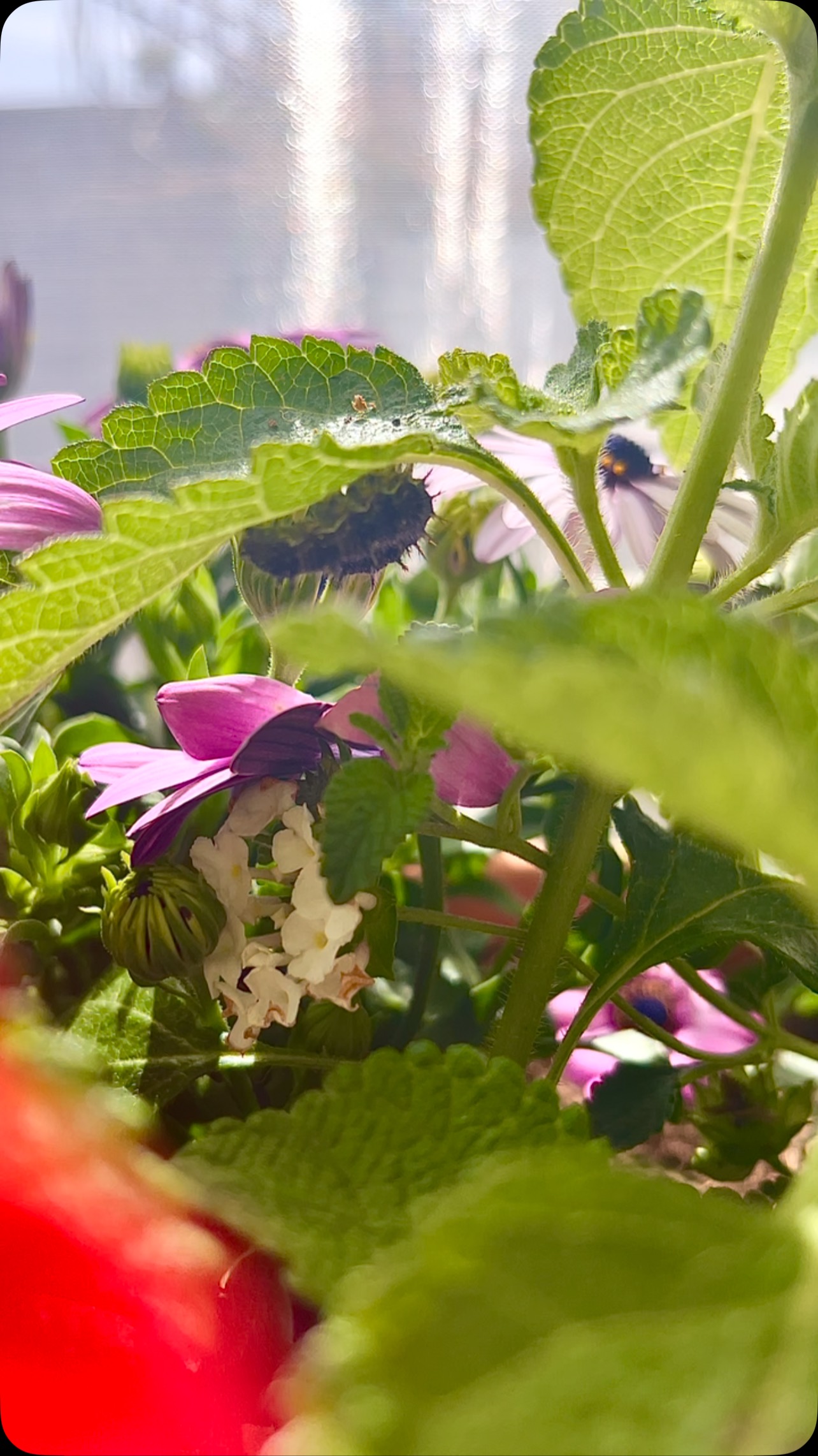 Turn curiosity into wonder.
Our Caterpillar Kits give kids and families a front-row seat to one of natureâs most magical transformationsâfrom crawling caterpillar to beautiful butterfly.
Each kit includes:
⢠A live caterpillar in a breathable container
⢠Food for the journey
⢠An info card with fun facts & care tips
⢠A biodegradable cup + wildflower seeds for planting
⢠A QR code linking to our how-to video
Whether youâre a parent, teacher, or curious soulâthis is hands-on science, reimagined.
Limited spring kits available nowâlink in bio to order yours!
#Blackborg #BlackborgButterflySanctuary #CaterpillarKit #PaintedLadyButterfly #ButterflyLifeCycle #HandsOnLearning #SpringMagic #PollinatorGarden #ButterflyKit #InspireCuriosity