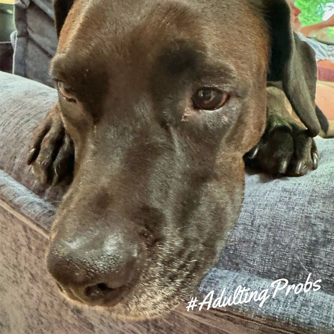 I buried my favorite toy in the backyard for safekeeping. Now I can't remember where I put it. Is this what humans call 'adulting'?