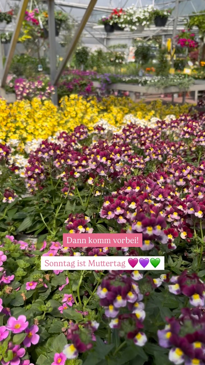 Sonntag ist Muttertag 💚🩷💜
Hast du schon das passende Geschenk für deine Partnerin / Mama / Oma / Schwester oder sonst eine Mutter die dir am Herzen liegt?
Komm vorbei, nimm eine bepflanzte Schale, Hortensien, blühende Stämmchen, Kletterpflanzen oder ein Gutschein mit.
Schenken macht glücklich, erst recht mit schicken Blümchen ✨💜
Wir sagen jetzt schon einmal DANKE an alle fleissigen Mütter da draußen. Ihr macht nicht nur die Welt besser, sondern auch die Gärten 😄🩷
#baumschule #baumschulenterbrack #muttertag #muttertagsgeschenk #geschenkideen #geschenk #pflanzen #ahaus #gronau #vreden #stadtlohn #pflanzenliebe #garten #ochtrup #steinfurt #legden