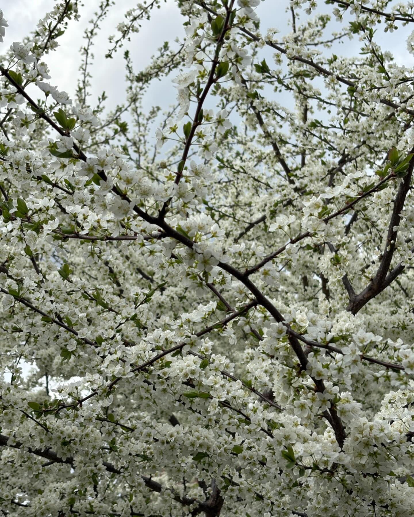 Toronto in full bloom 🌸