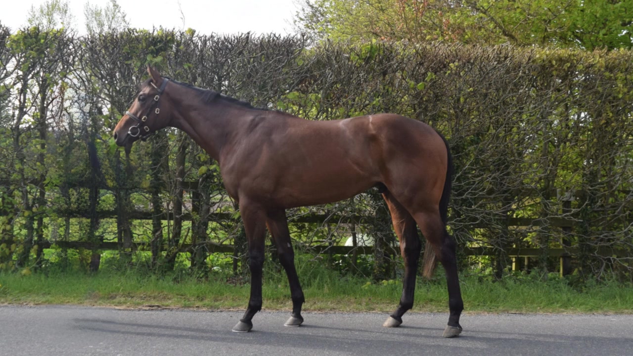⭕Lot 99 - Harry Angel ex Military Angel for @arqana_deauville Breeze-up Sale on Saturday 10 May.
Big strong colt by @darleystallions Harry Angel. This is one of our favourite colts in our 2025 offering, he has stood up to his training and loves his job. He is a stunning looking colt who oozes charisma. @brzups 🏆🍀