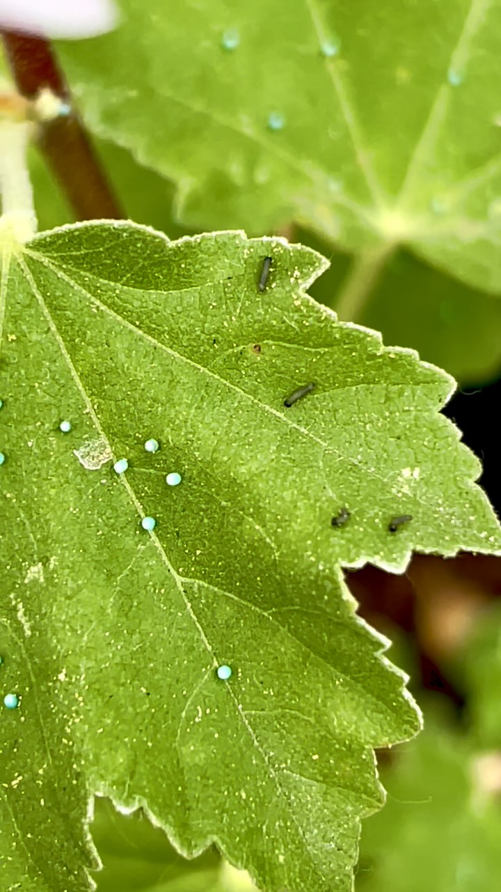Theyâre here! The very first caterpillars have emerged from their eggs and are already busy munching away. Itâs incredible how tiny they areânature never fails to amaze. Follow along as we watch them grow, transform, and eventually take flight as beautiful butterflies!
#Blackborg #CaterpillarLife #ButterflySanctuary #NatureMagic #InsectTransformation #PaintedLadyButterfly #ButterflyLifecycle #BackyardBiology #PollinatorGarden #CaterpillarsOfInstagram #TinyButMighty #ButterflyJourney #ButterflyFacts #EggToWings #GardenClassroom