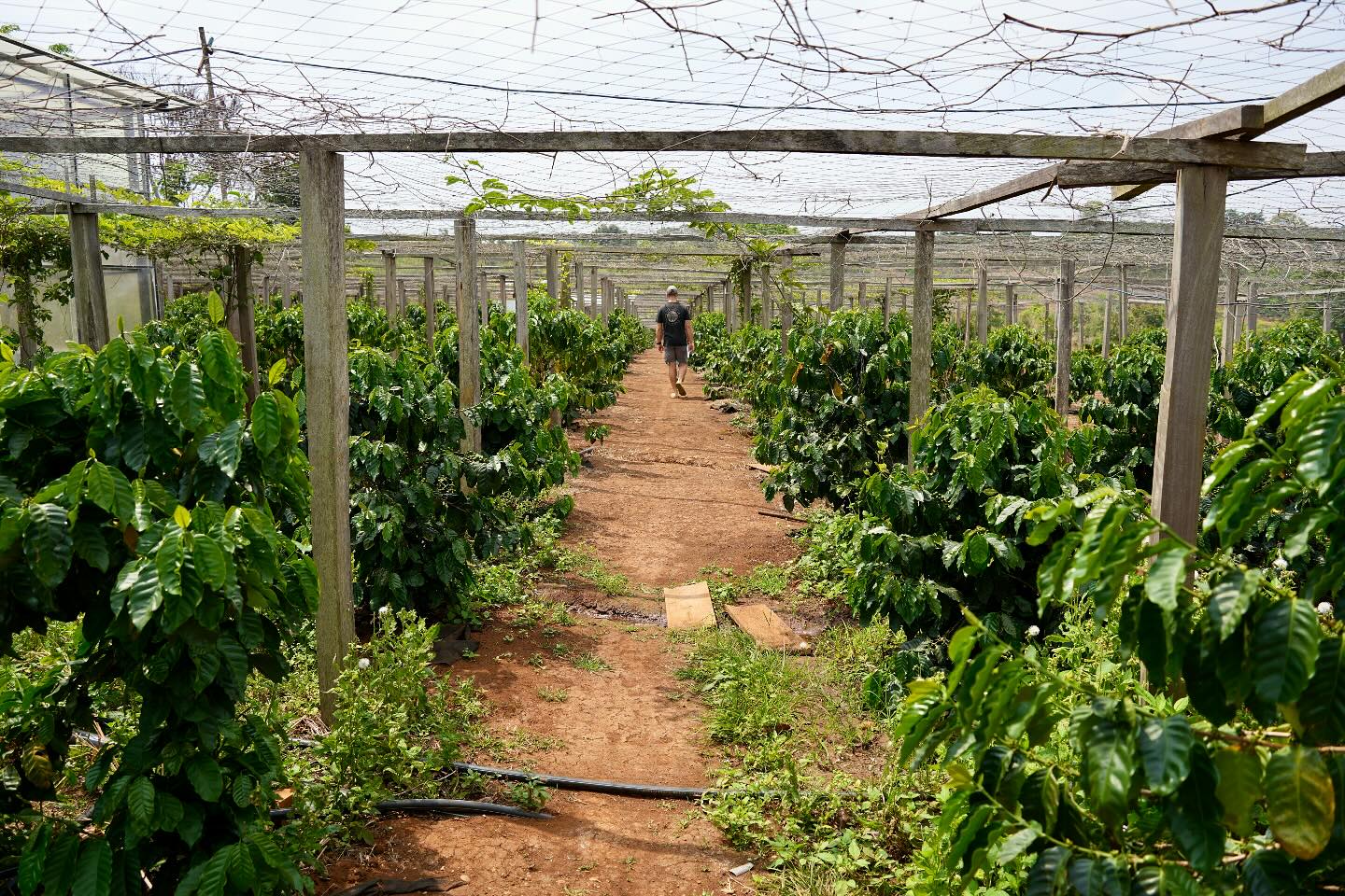 PIDA Coffee Farm, located in Mondulkiri Province, Cambodia. Is a pioneering agro-tourism plantation that offers visitors and guests an immersive experience in the world of coffee cultivation and processing! They also offer accommodation and a restaurant that serves up delicious Cambodian cuisine and freshly brewed coffee. A must visit!
.
.
.
.
#visitcambodia #thisiscamboida #lovecambo #lovecambodia #coffeecambodia #pidafarm #pidacoffee #explorecambodia #exploremondulkiri #mondulkiri