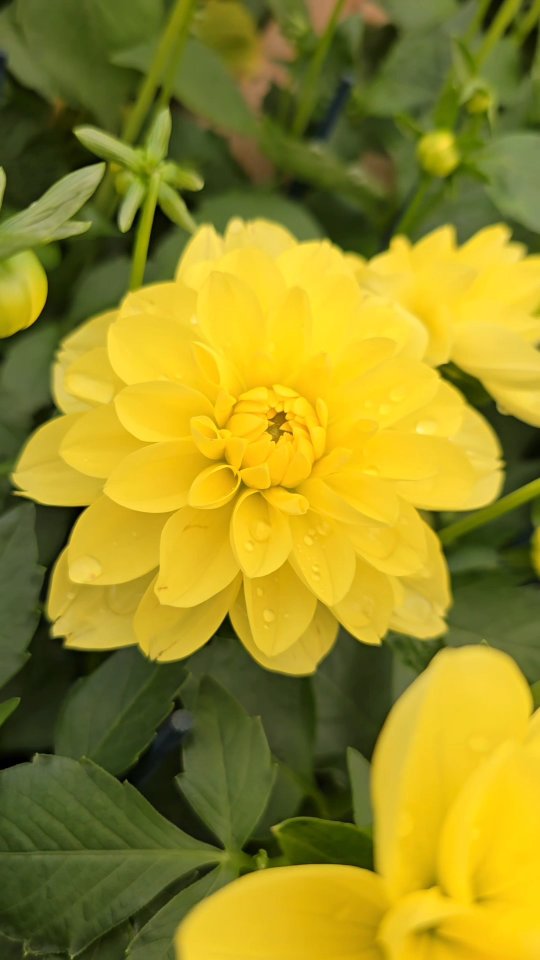 A glimpse of nature’s finest – a selection of plants we love to incorporate into our garden designs.
Whether you're dreaming of a lush, structured border or something more wild and romantic, the right plants bring every space to life.
Let this be your green inspiration 🌿
.
.
.
.
.
.
#GardenInspiration #PlantLoversUK #BritishGardens #LandscapeDesign #GardenIdeas #ChelseaGardens #PlantPalette #GardenMood #GreenSpaces #GardenStyle #southkensington #london #chelsea #fulham #claphamcommon #clapham #gardenmaintenance #putney