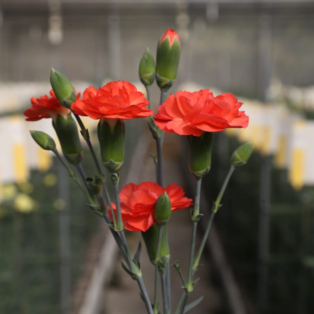 Spray carnation - valencia