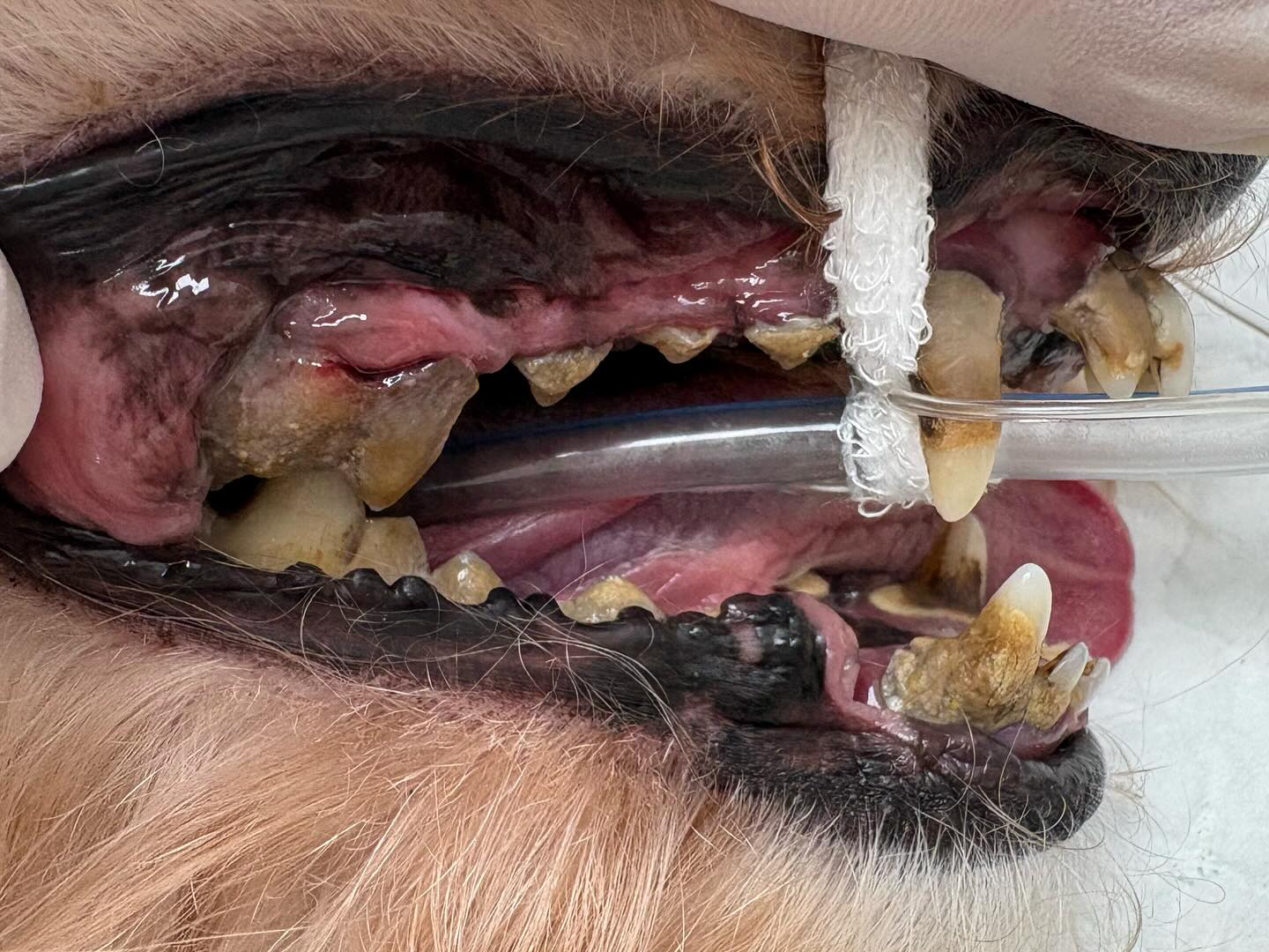 La enfermetat periodontal en gossos: un enemic silenciós! 🦷🐶
Ultimament estem vegent molts gossos amb aquest problema. I encara que parega que no es important, una boca amb tant de sarro pot causar problemes greus.
Açí podeu vorer el canvi després d’una neteja dental a la clinica. Ara bé, després hem de mantenir la boca per a previndrer que torne a eixir. ⚠️
Sabieu que 8 de cada 10 gossos majors de 3 anys pateixen problemes bucodentals? La enfermetat periodontal pot causar molt més que mal alé… pot afectar la seua salut general!
Senyals d’alerta que no has d’ignorar:
🔸 Mal alé persistent
🔸 Genives roges o inflamades
🔸 Sangrat bucal
🔸 Dificultat per menjar o pèrdua de dents
🔸 Sarro
Beneficis de la neteja bucodental professional:
✅ Eliminem el sarro i la placa bacteriana
✅ Evitem el dolor i les infeccions
✅ Millorem l’alé i la salut bucal
✅ Protegim òrgans vitals com el cor i els renyons
Una boca sana és sinònim d’un gos feliç i saludable!
Demana cita ara i cuida del seu somriure caní! 🐶