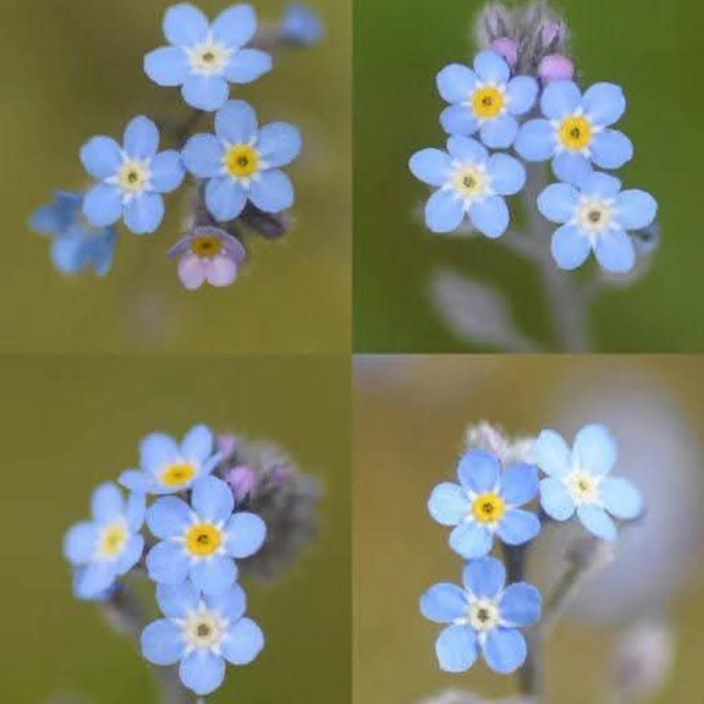 Forget-me-not fun fact: the yellow ring at the flower's centre fades to white after pollination, signalling to insects there's no more nectar.
#flowerfacts #forgetmenot #flower #blueflowers #rotoruagardenfestival #rotoruagardens #rotoruafestivalofgardens