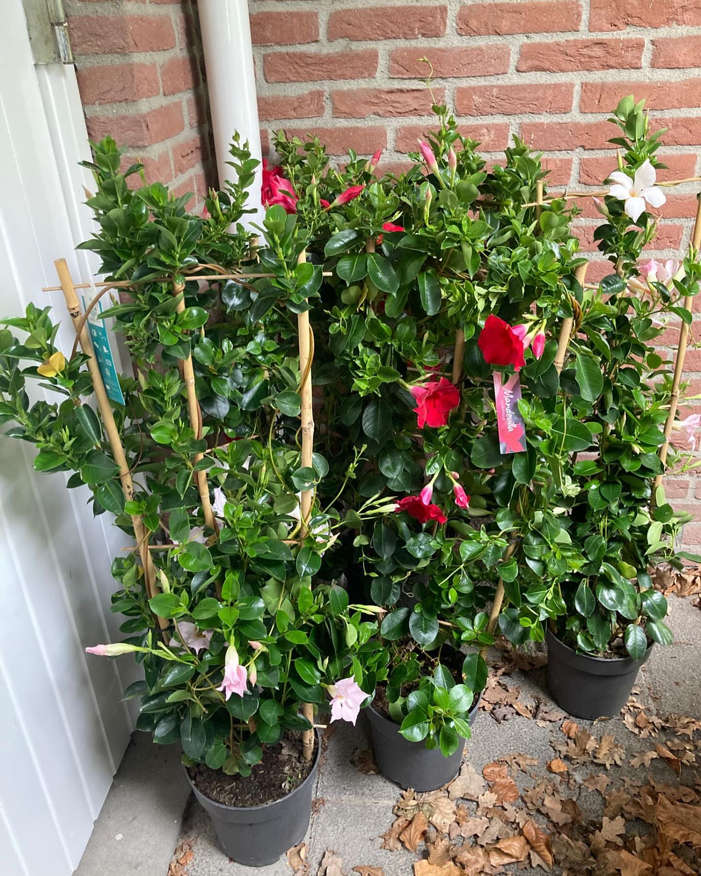 5 mei, bevrijdingsdag maar ook de dag van de verloskundige. Op deze dagen beseffen wij ons extra wat een bijzonder beroep wij hebben. Deze prachtige bloemen van Yvonne zetten het hele team in het zonnetje. Super bedankt! 🌸☀️🌹