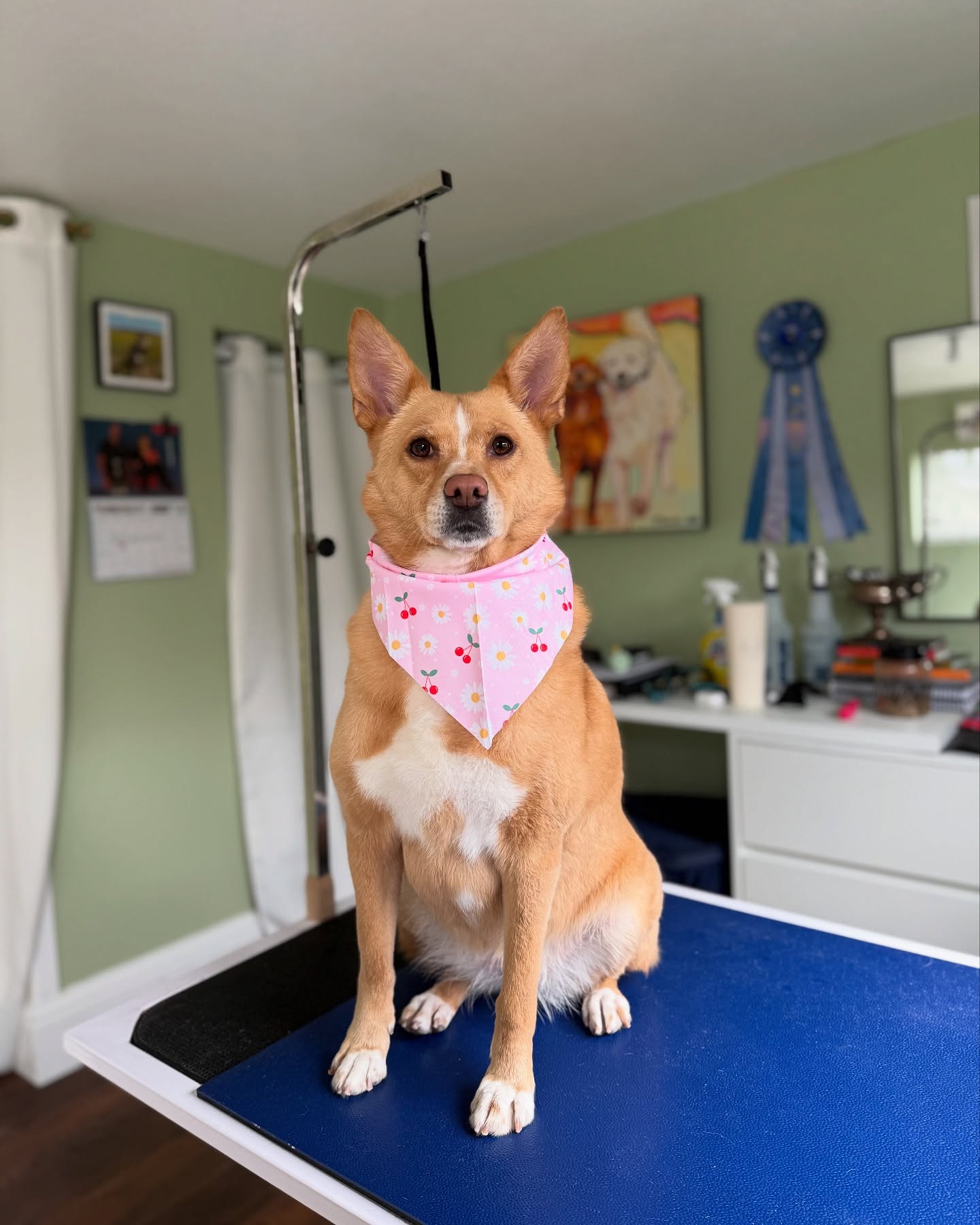 Just some spring time cuties! Who’s your favorite? 🤩
Foxy 🦊
Razzberry 🍓
Blueberry 🫐
Nana 🇫🇷
Dillon 🐶
Royce 🥳
Quinn 🃏
Bic 12.3yrs & 5 months 💕
Scroll to the end to see my two of my pups, Bic and Viva my Berger Picard.