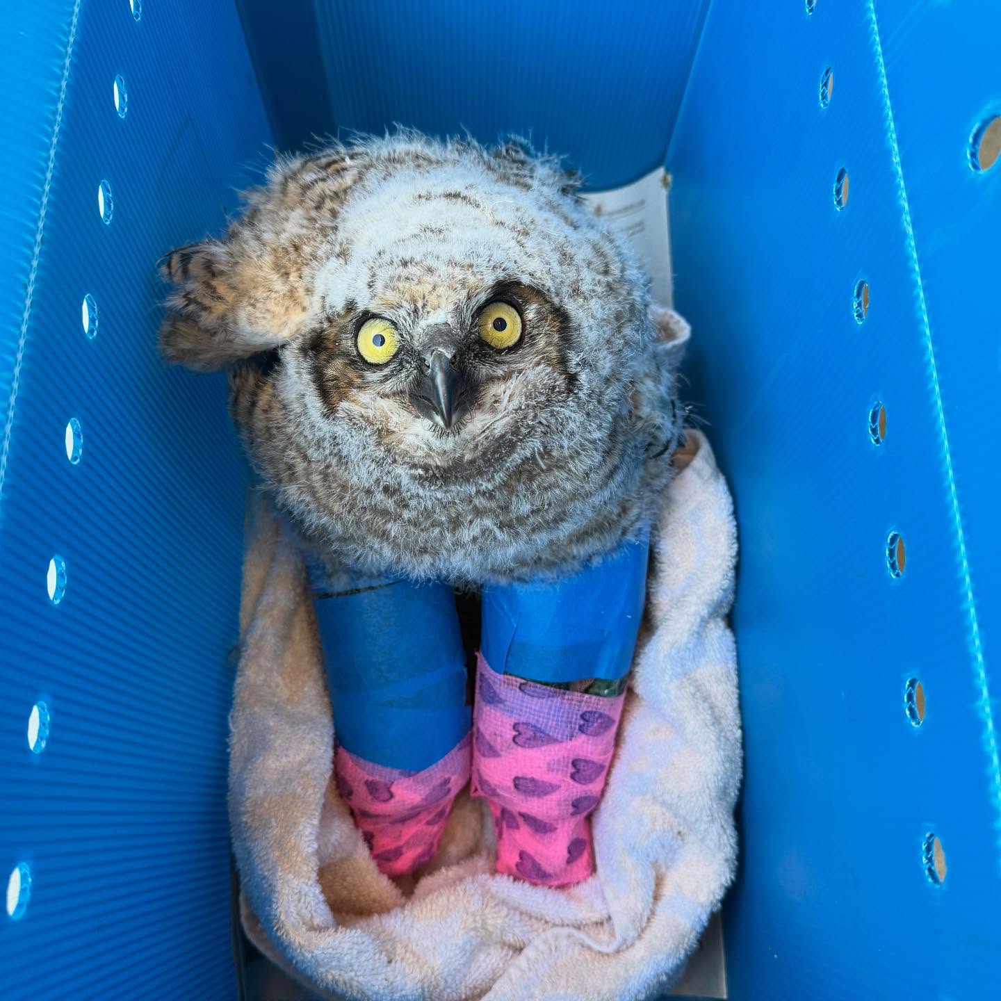 Double trouble! This great horned owl youngster unfortunately fell out of his nest and broke not one, but both of his legs!
Under the amazing care of our attending veterinarian, Dr. Colbert, he was able to receive immediate care of these injuries. He was set up with two splints and will need to remain on strict bed rest for the next couple weeks.
This is our busiest time of the year and the babies keep on rolling in! If you can donate to help fund these rehabilitation efforts to return these animals back to their home, please visit our website at https://www.werc-ca.org or click the link in our bio!
#werc #wildlife #owls #babyseason #bayarea