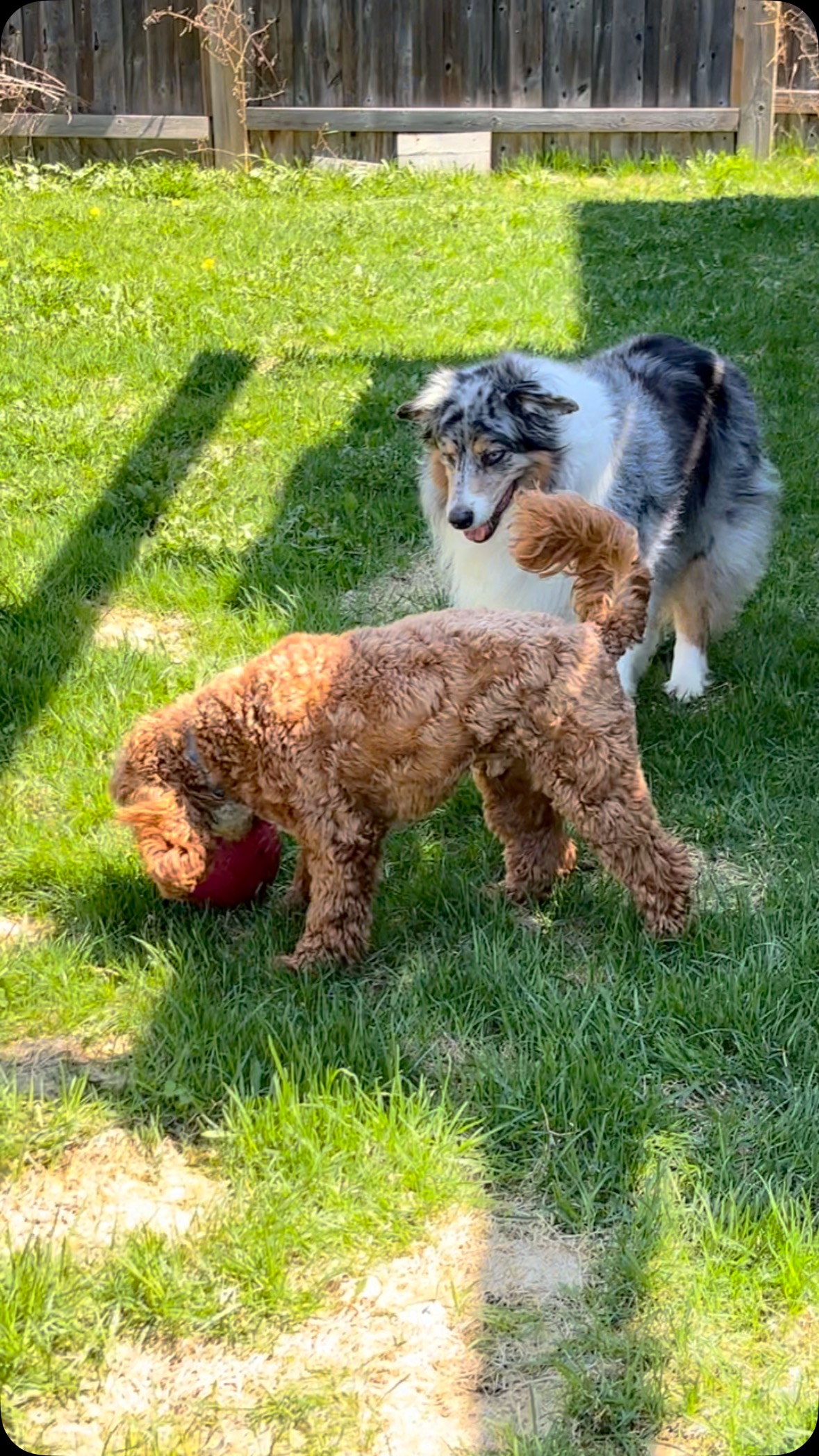 We are very happy and excited to welcome Mio back for boarding. He’s joined right in and has picked up with Peppa where they left off. Follow for updates for the next 8 days. #dogboarding #positivereinforcement #dogtrainerrichmondhill #kingcitydogwalker #richmondhilldogwalker #cockapoo
