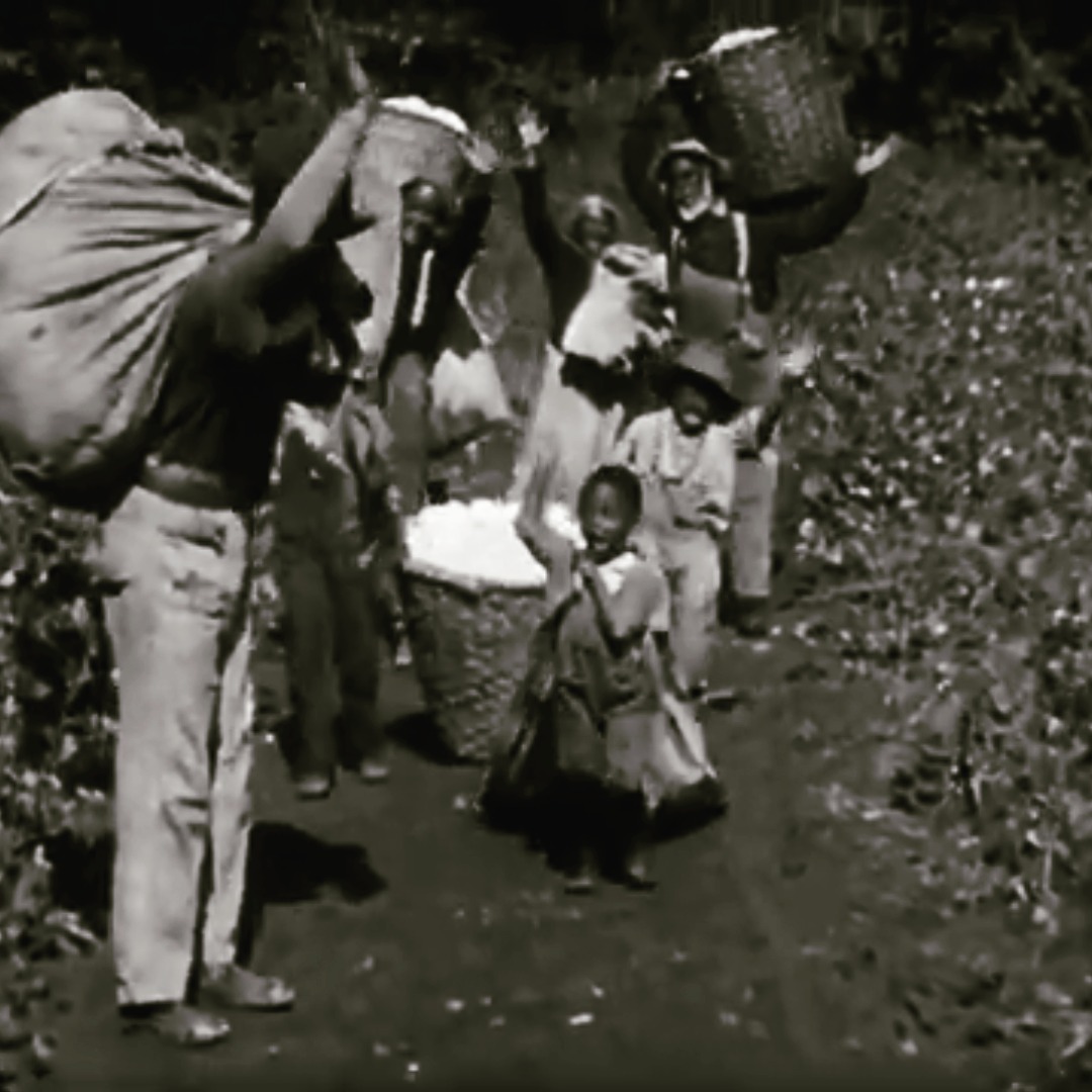 King Vidor y Hallelujah!
USA 1929
Musical drama about the misadventures of Zeke, an African-American cotton farmer.
The action begins when he and his family (made up of his parents, his siblings and Missy Rose, a girl adopted by his mother) are finishing the cotton harvest. Zeke sets off with his brother Spunk to the river port, where cotton was weighed and compacted for transport across the river. There, he meets Chick, a prostitute who fascinates him. Along with her pimp, Hot Shot, she swindles Zeke at a dice game and when Zeke goes to question her, a fight breaks out, in which Zeke shoots and mortally wounds Spunk.
https://www.diletarts.com/en/general-1
#film #cinema #kingvidor #classicfilm