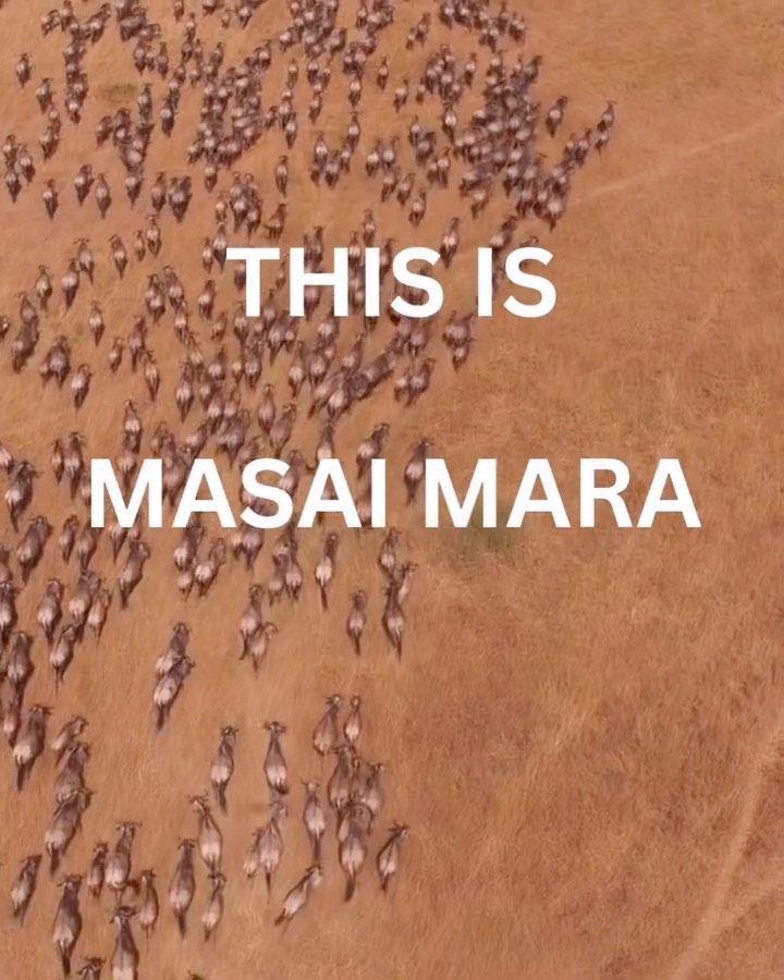 The Masai Mara in Kenya is one of the best places on earth to see wild animals up close-think lions, elephants, and the epic great migration. Join our Kenya expedition September 2-10 and experience its wonder for yourself!