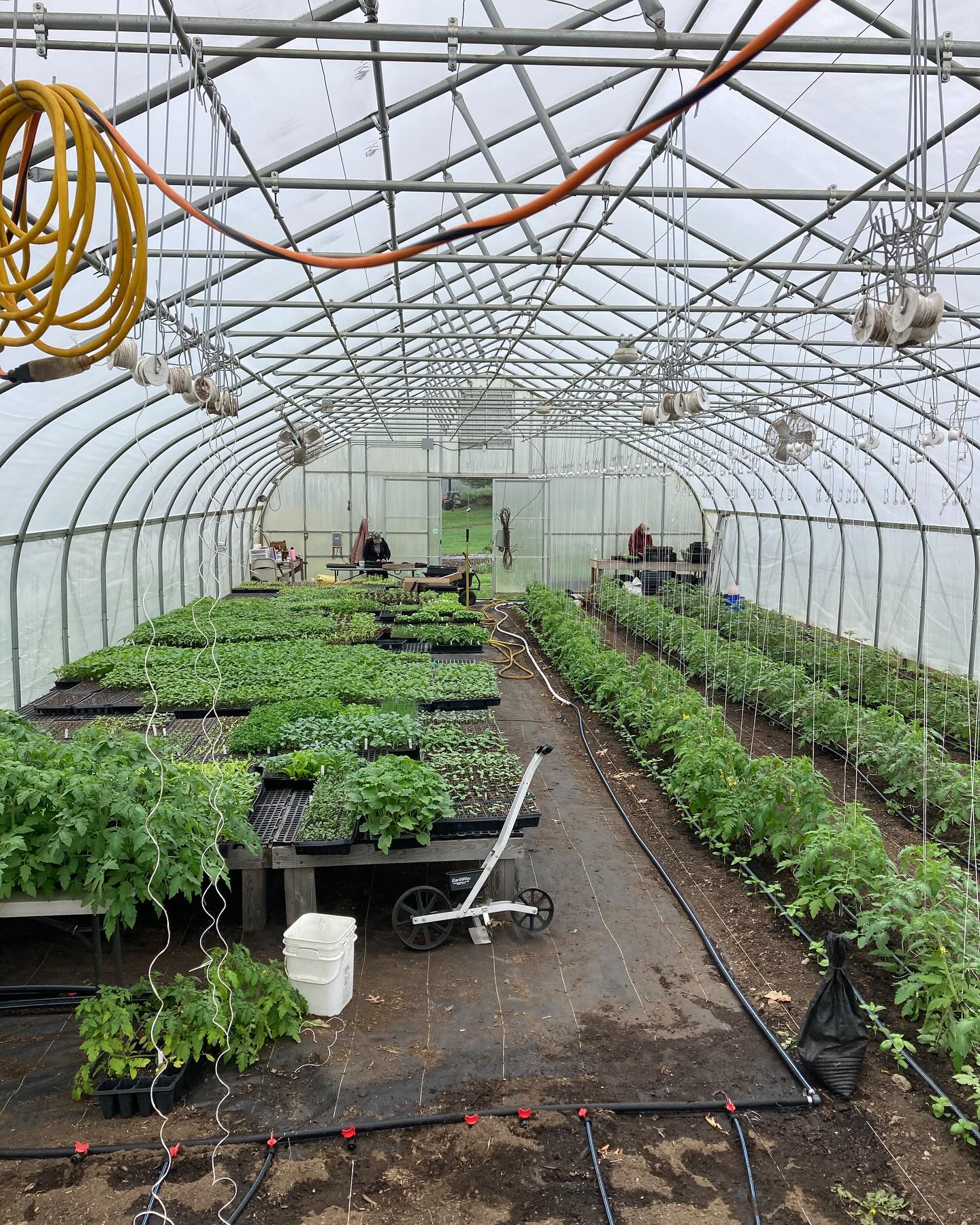 The greenhouse is bustling these days!. We are taking advantage of these rainy and windy days to do a bunch of work under the cover of our main greenhouse. It is fun to see how much we can pack into this 2,880 square foot space.
Greenhouses are an incredible resource for vegetable farms- used for growing plants in the ground like these tomatoes, growing seedlings to plant out into the field and vegetable seedlings for YOUR garden!
We will be selling our first batch of cold hardy veggie seedlings at the Portsmouth Farmer Market this Saturday, May 10!
Check the link in bio to see our offerings.
#nhagriculture #nhseedlings #nhorganicgardens