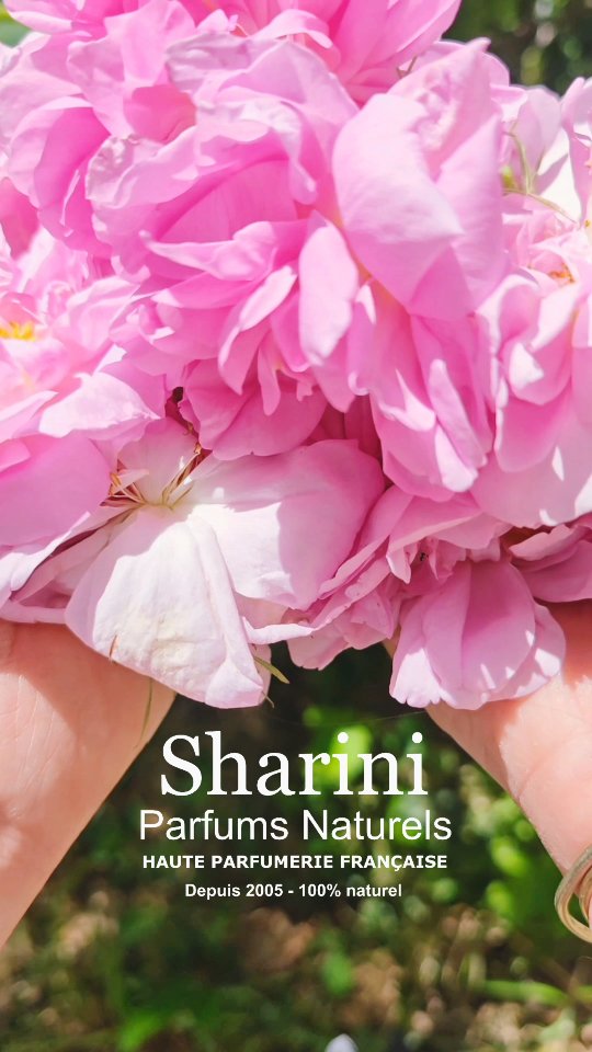 #naturalperfume #parfumnaturel #shariniparfumsnaturels #naturalfragrance #rosedamascena, #slowbeauty, #nichefragrance, #artisanperfume, #plantbasedbeauty, #perfumemaker, #frenchperfumery, #ecoartisan, #cleanbeautymovement, #essentialoilsperfume, #indieperfumery, #greenbeauty, #botanicalperfume, #organicskincare, #ecoethical, #naturalfragrances, #aromaticbotanicals, #veganbeauty, #natureinabottle, #perfumelovers, #fragrancecommunity, #smallbatchperfume, #madeinfrance, #ethicalbeauty, #olfactiveart, #perfumerylife