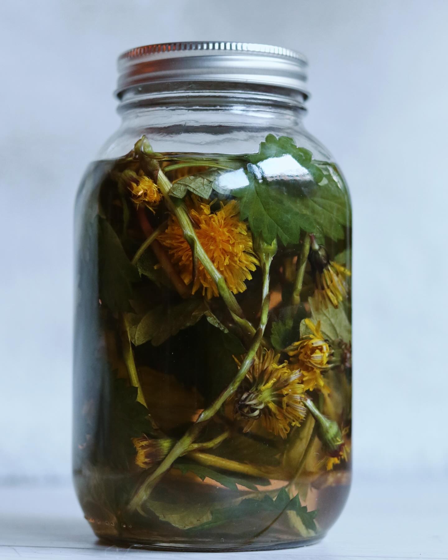 Wild spring soda:
this cold-infused brew of blanched nettles, dandelion, coltsfoot, and hops is mineral-rich, calming, and supports digestion + detox. Earthy, bitter, grounding — a taste of spring with benefits.
#WildFerments #ForagedFizz #SeasonalSips #FizzWithBenefits #ForagedNotFound #TheHonourableHarvest