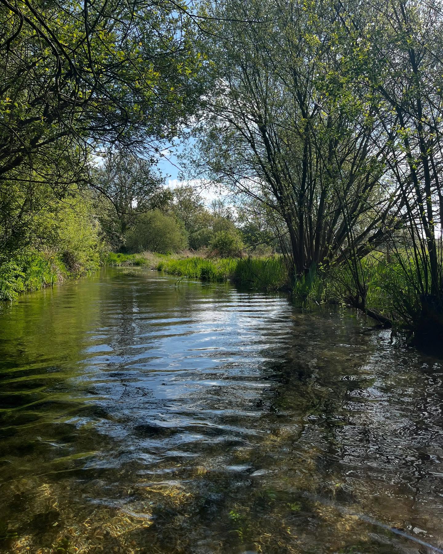 Some 10 years ago this stream did not exist. I was involved in the project to restore the river back to the original natural river bed, away from an impounded reach. I now have the pleasure of managing this recovering habitat and watching nature reclaim it. When working with such a new stream it is important to watch what it naturally wants to do and help if necessary. It is also really important to see where you made a mistake and remove what you did, or what the river wants to get rid of.
#chalkstream #itchen #hampshire #rivers #riverrestoration #ecology #