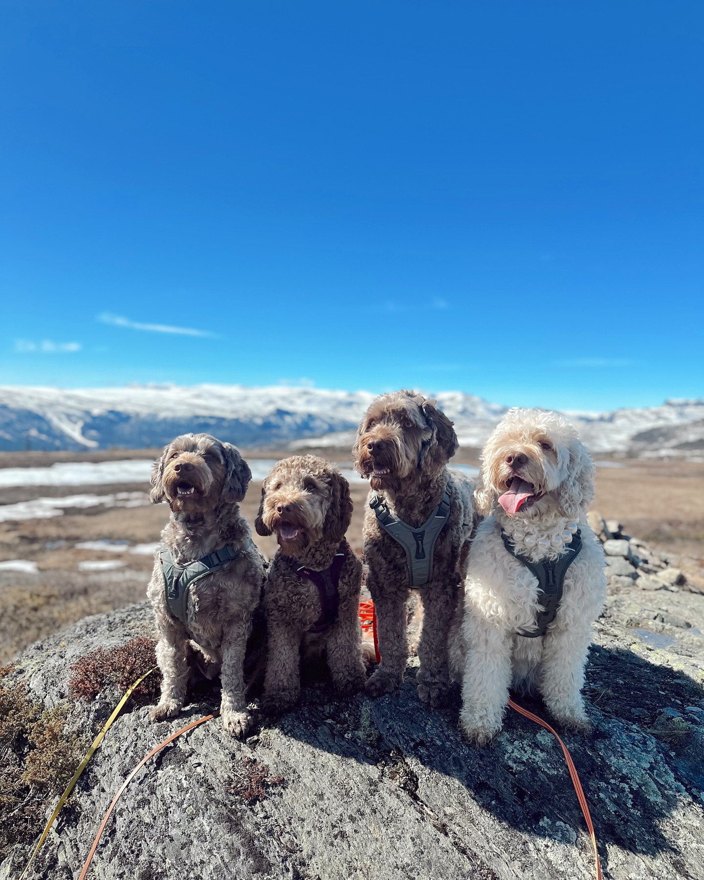 We are now four snouts, but maby there Will be more soon??