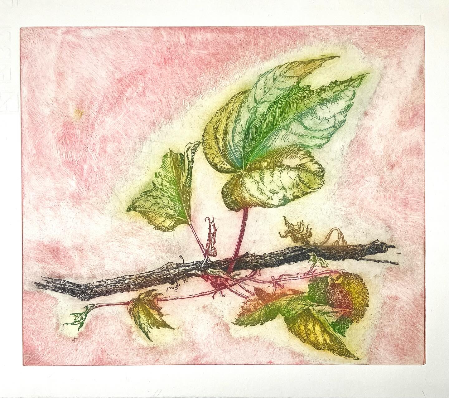 “Wat gaat het er ruig toe als we denken dat we op ons vroomst zijn”, Willem Jan Otten in het KN van vorige week. Pagina mooi opgemaakt door Mariëlla Conen. hppts://digitaal.kn.nl #katholieknieuwsblad #skandalonuitgeverij #insectprint #sealife #printmaking #etching #figuredrawing #classicdrawing #blackandwhitedrawing #engraving #largeetching #penandink #seascapedrawings #fromlifeonly