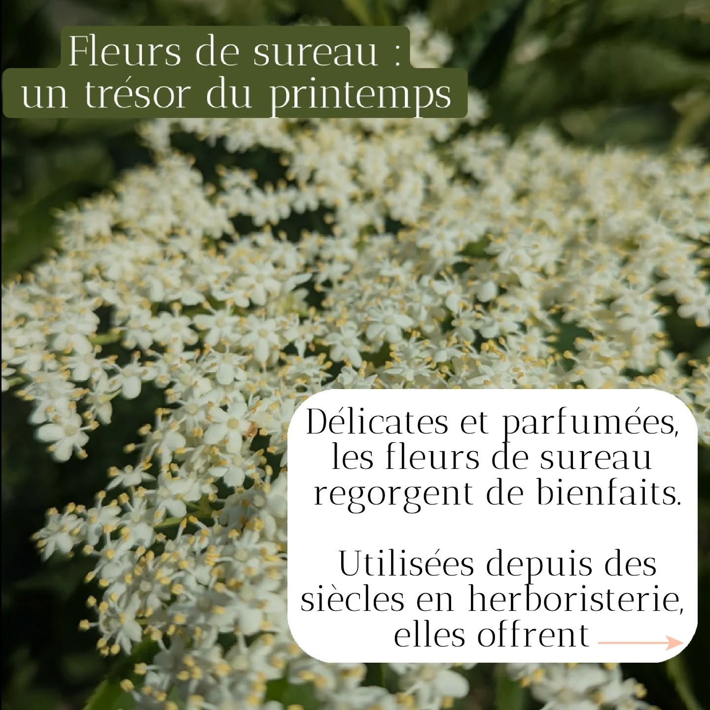 🌿 Fleurs de sureau : un trésor du printemps 🌿
Délicates et parfumées, les fleurs de sureau regorgent de bienfaits. Utilisées depuis des siècles en herboristerie, elles offrent :
✨ Propriétés principales :
– Sudorifique : favorisent la transpiration pour faire baisser la fièvre
– Expectorante : aident à dégager les voies respiratoires
– Antivirale et anti-inflammatoire
– Diurétique douce : stimulent l’élimination des toxines
– Apaisante : soutiennent en cas de rhume, grippe ou allergies saisonnières
💛 En plus de leurs vertus, leur goût subtil en fait une base idéale pour des boissons maison rafraîchissantes.
🍋 Recette : citronnade au sureau (à savourer bien frais !)
8 à 10 ombelles de fleurs de sureau fraîches
1 litre d’eau
2 citrons bio tranchés
3 à 4 c. à soupe de miel ou sucre de canne
Facultatif : quelques feuilles de menthe
Rincer rapidement les fleurs, retirer les tiges épaisses.
Dans un grand bocal, verser l’eau, le citron, le miel et les fleurs.
Laisser infuser 24h au frais (ou à température ambiante si vous souhaitez une légère fermentation naturelle).
Filtrer, servir avec des glaçons et un brin de menthe 🌱
Un délice floral, doux pour le corps et l’âme. ✨
#plantesmedicinales #citronnade #sureaufleuri #bienetreauquotidien
