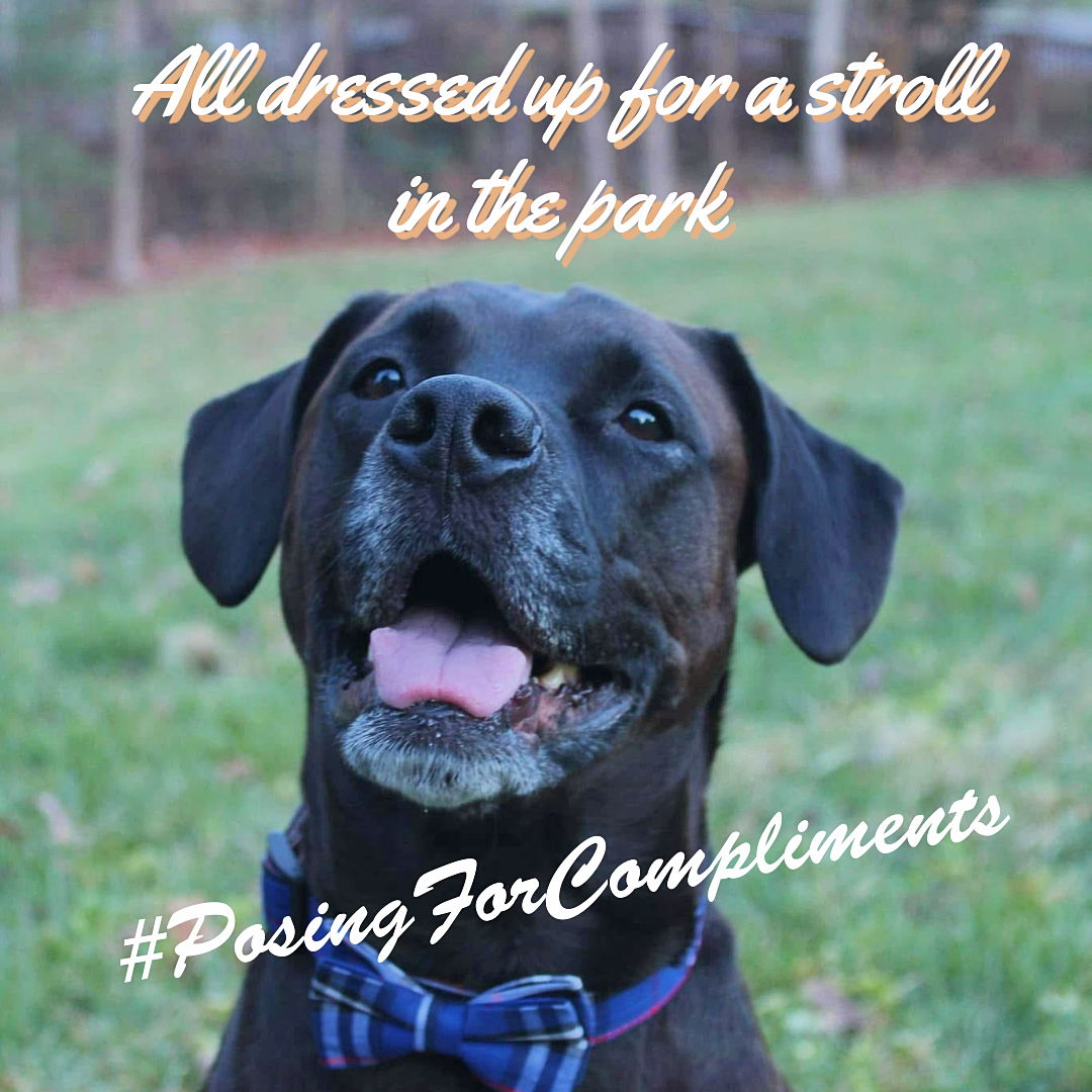 My friend Hank here is ready to stroll the park in style. Hank, Remi, and I have 7 tips and 4 must-have tools for walking your dog like a pro. Link in bio.