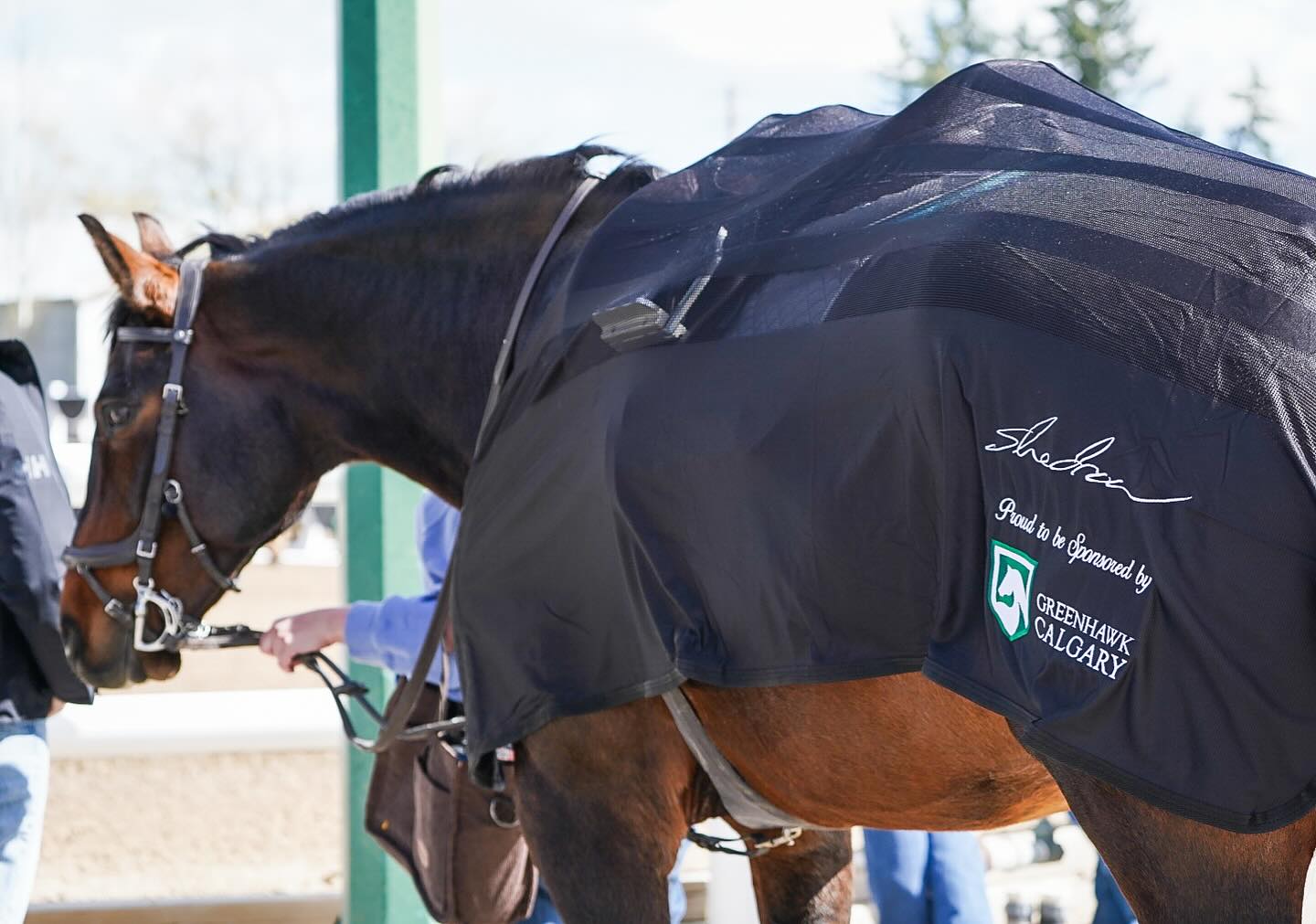Loki making hurry up and wait at @spruce_meadows look great in our new Shedrow Show Team skrims from our fabulous sponsors @greenhawkcalgary
They’re so lightweight and perfect for protecting tack from the sun, horses from the bugs and awesome horse holding parents from the slobber! 💜