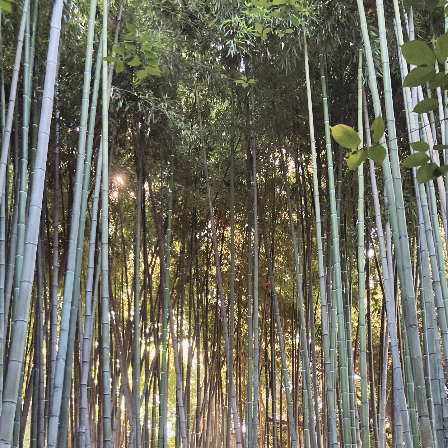 đ Knock on Wood
Ah, Spring... iâs bringing longer days, warmer weather, but also the energy of the Wood element. Are you making the most of it?
Wood is about growth, adventures, flexibility... I donât know about you, but every year this does feel like a fresh start. My energy levels are on the rise, new ideas are popping up.
So this is the ideal season to ask yourself: What desires or projects would you like to explore?
Whether these goals are new, or left on the back burner, now is the time to act on them! What can you put into place to call them into reality?
The idea is to get these energies moving upward.
đ«đ· On touche du bois
Ah, le Printemps... il nous amĂšne des journĂ©es plus longues, des tempĂ©ratures plus douces, mais aussi lâĂ©nergie de lâĂ©lĂ©ment Bois. En profitez-vous Ă fond?
Le Bois Ă©voque la croissance, lâaventure, la flexibilitĂ©. Je ne sais pas vous, mais chaque annĂ©e jâai cette sensation de nouveau dĂ©part. Mon niveau dâĂ©nergie grimpe, jâai de nouvelles idĂ©es plein la tĂȘte.
Câest donc la saison idĂ©ale pour se demander: Quelles envies ou projects aimeriez-vous explorer ?
Que ces objectifs soient nouveaux ou laissĂ©s de cĂŽtĂ©, câest le moment dâagir ! Que pouvez-vois mettre en oeuvre pour leur donner vie ?
LâidĂ©e est de faire bouger les Ă©nergies vers le haut.
#fspringtime #fengshuitip #wood #the5elements #personalgrowth #businessgrowth #fengshuilyourlife