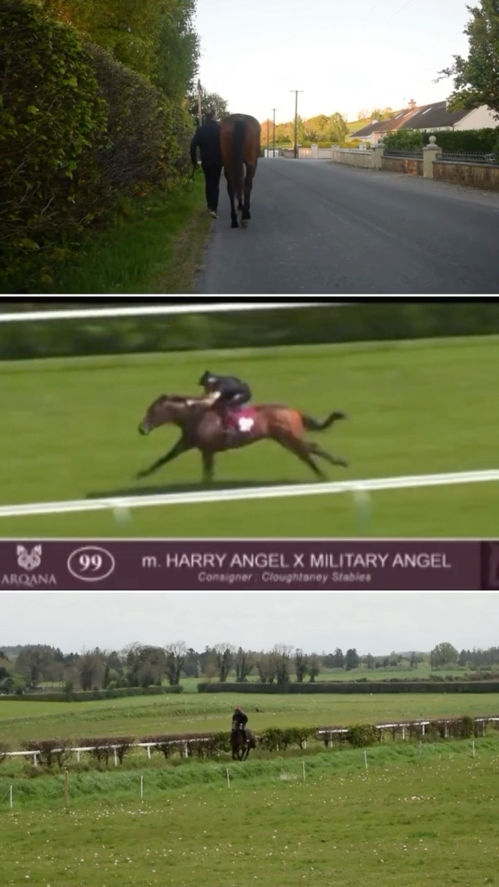 ⭕⚡ Lot 99 @arqana_deauville - Masai Angel by @darleystallions Harry Angel - Our most impressive colt blows the clock with a significantly fast breeze landing him in 17th spot on the leaders list. We couldnt speak more highly about this colt, his attitute all year has been all business. He’s tough as nails with a steely determination when he locks down to a task. He is a saint to manage and a eye both clever and kind. He’s the one to watch, our stable star 🌟 @brzups