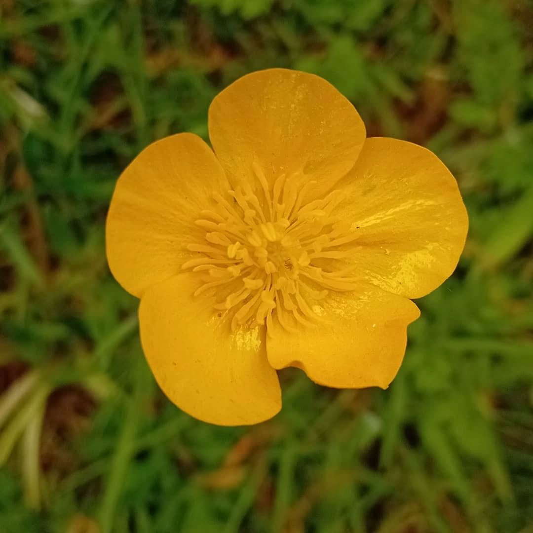 The wildflower meadow is starting to come to life with the warmer weather. Can't wait to see who visits this year!