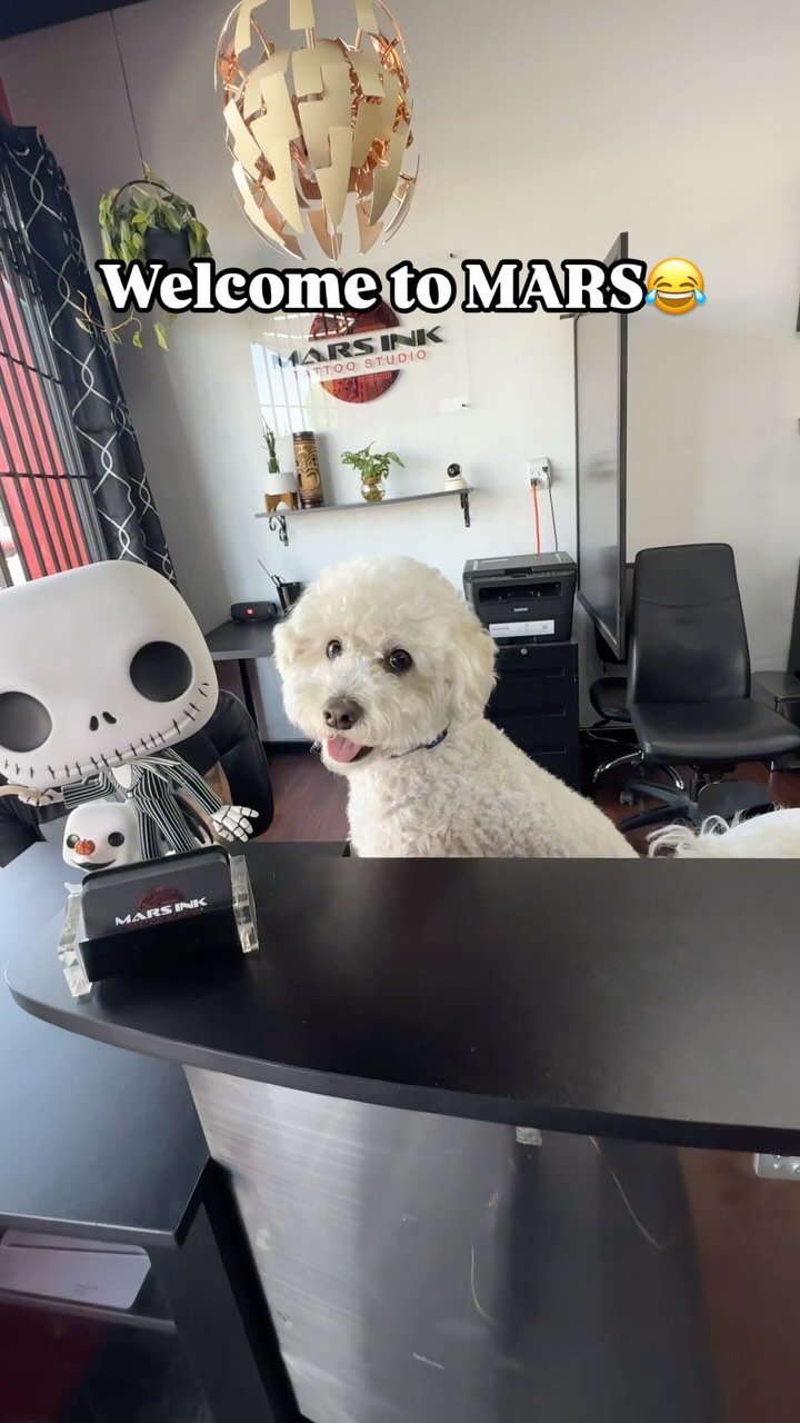 Don’t be late otherwise our front desk staff will be rude AF to you😂 @heyitskoabear @cyn_bala @mikeaveno_tattoos
Just joking LOL
#marsinktattoo #bayarea #sanjose #explore #foryou #funnyreels #dogreels