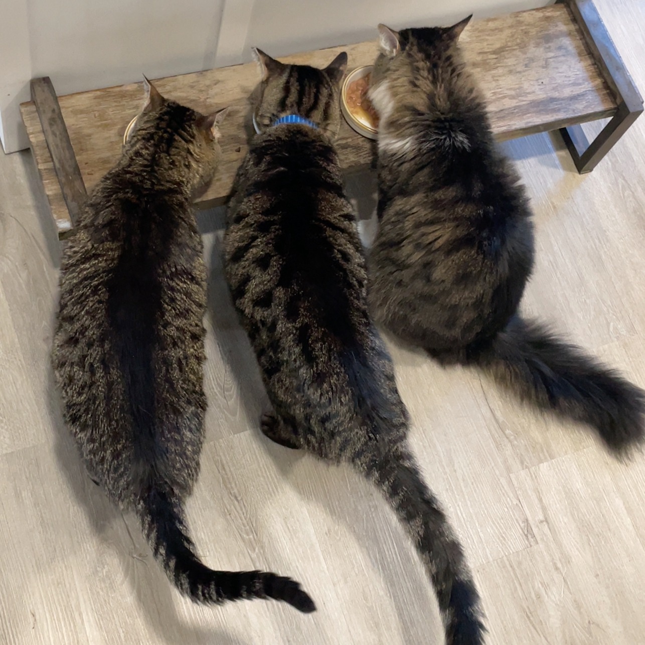 āI'm not a breakfast personā is something I hear from so many clients.
I get it ā when eating feels hard, mornings can be especially tough.
But I want to gently remind you that nourishment in the morning can be a game-changer ā for your energy, your mood, and your recovery.
Breakfast: cat-approved, recovery-recommended. šāļø