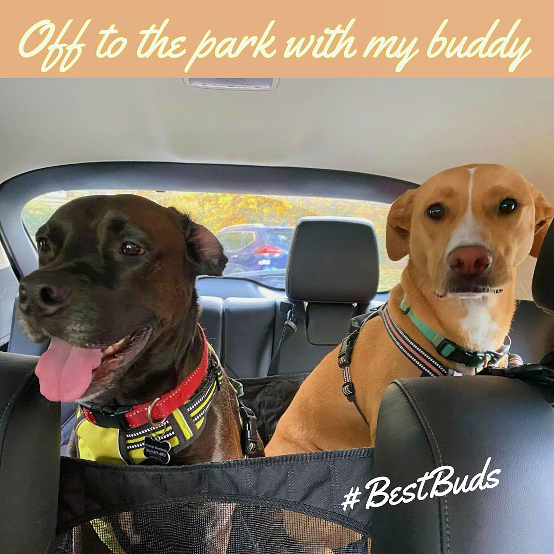 I'm ready to go walking with my #bestbud. Is your human ready to walk you like a pro? Check out my latest blog to learn how to train with your human for a stroll in the park! đśLink in bioâ¤ď¸ #DogWalking #TrainingTips