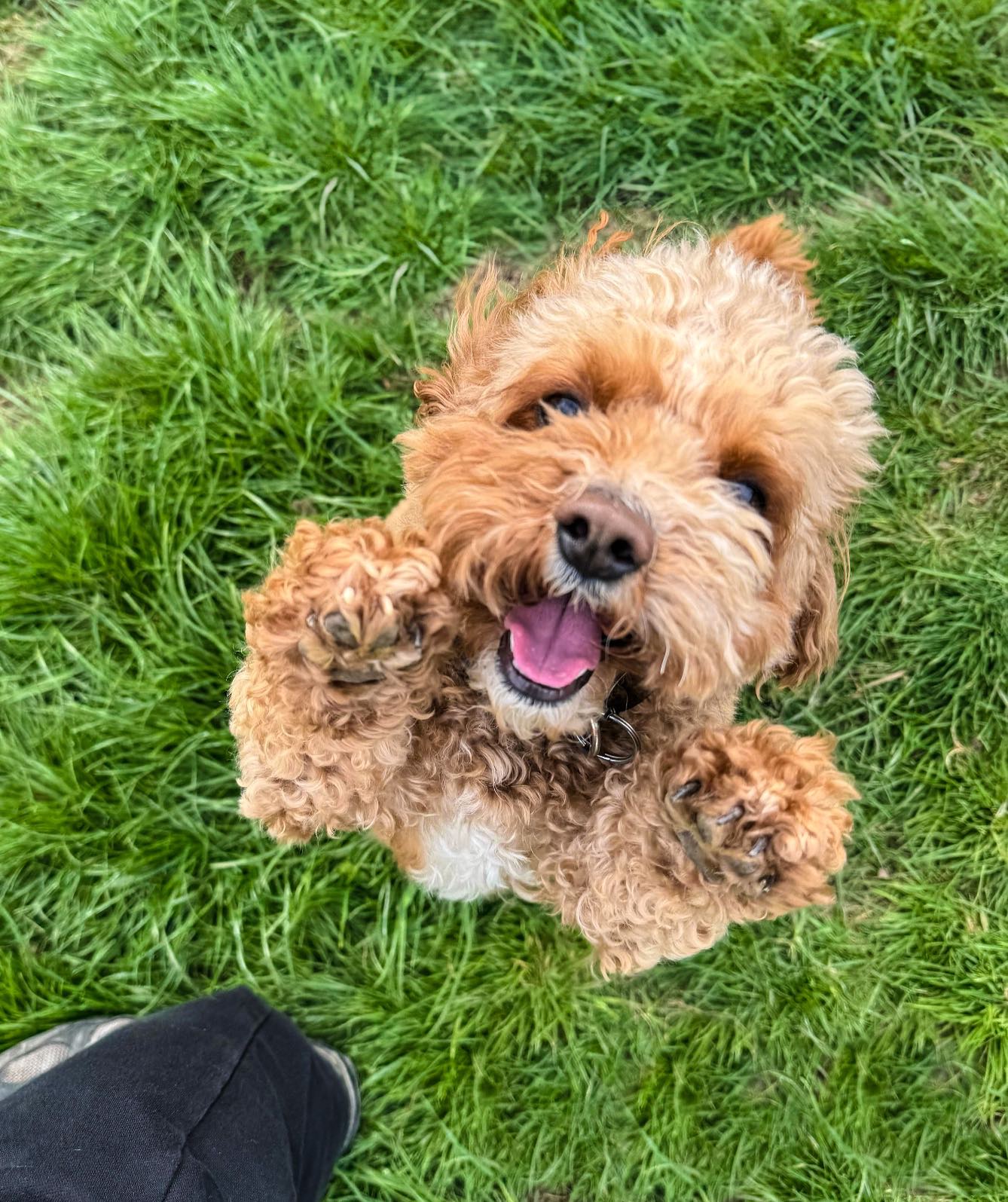 Happy Friday! 💚 Here’s more cuteness🥰
#dogboarding #cutedog #fluffydogsofinstagram #happydoggy #cutenessoverloaded #smilingdog