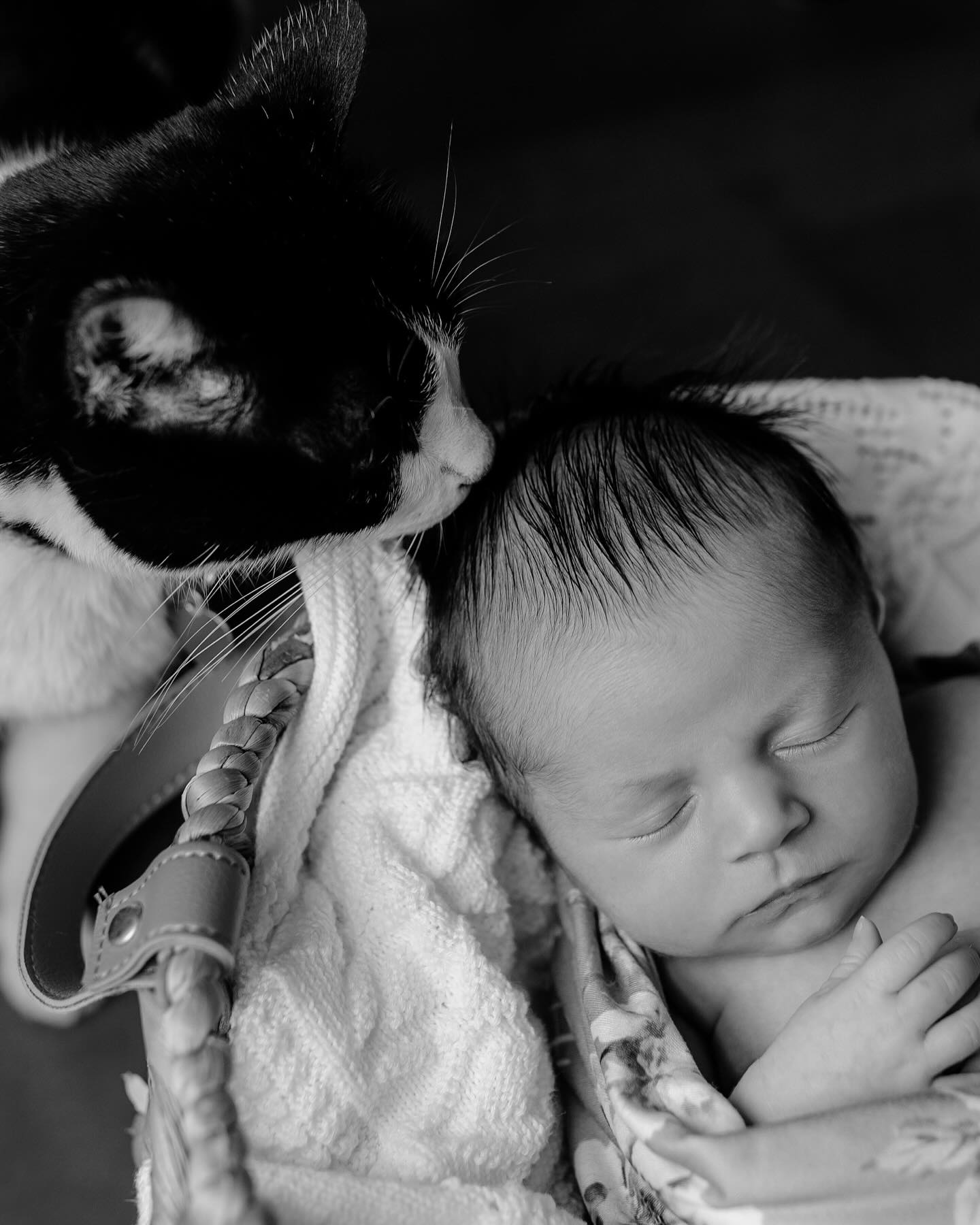 Someone was a little jealous of the basket that baby girl got to sleep in. 🥰 Such a precious in-home newborn session to start my week!
#neworleansphotographer #neworleansnewbornphotographer #metairiephotographer #louisianaphotographer #southlouisianaphotographer #louisiananewbornphotographer #hattiesburgphotographer #hattiesburgnewbornphotographer #mississippiphotographer #hattiesburgmsphotographer #mississippinewbornphotographer #inhomenewbornsession