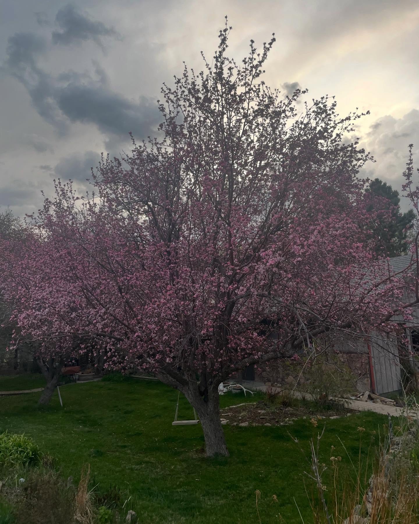 Wanting a gorgeous flowering crabapple or lilacs? Have several different varieties to fit your landscape needs #floweringtrees