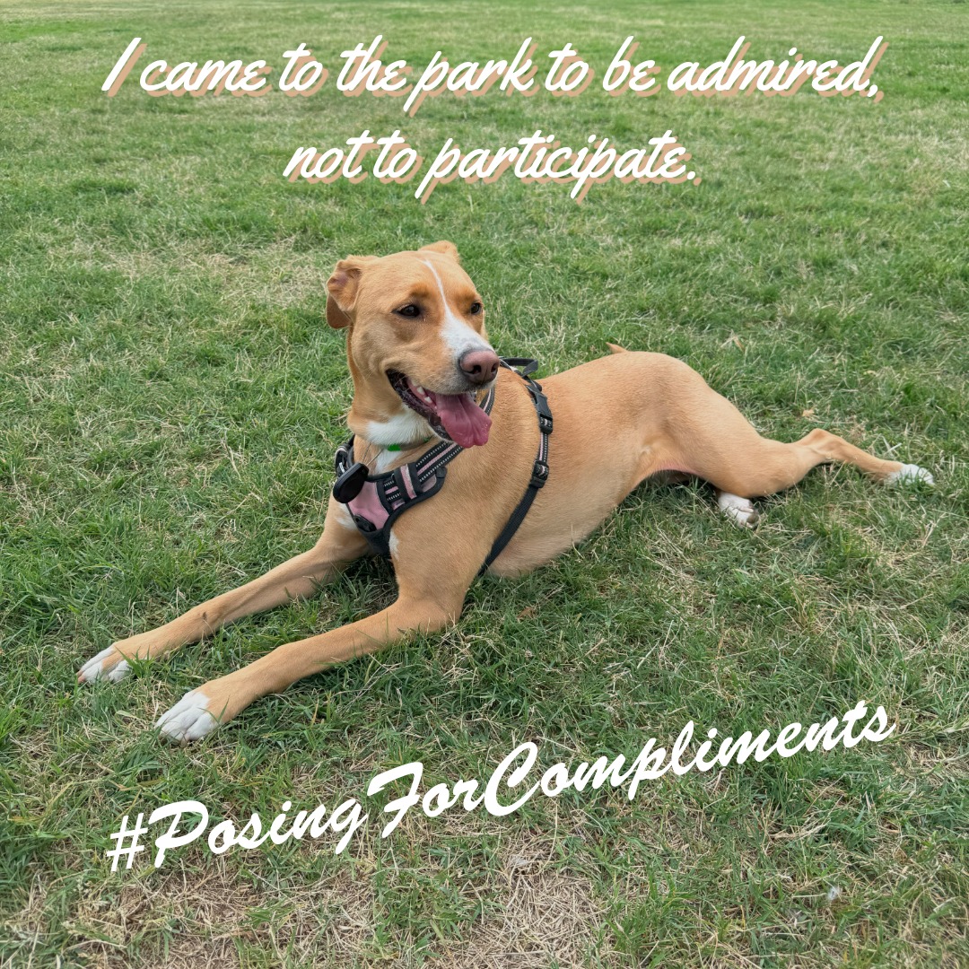 That sideways glance? That tongue curl? That's the face of a dog who knows she's the cutest one at the park and is waiting for the other dogs to admit it. Princess Peanut is holding court.