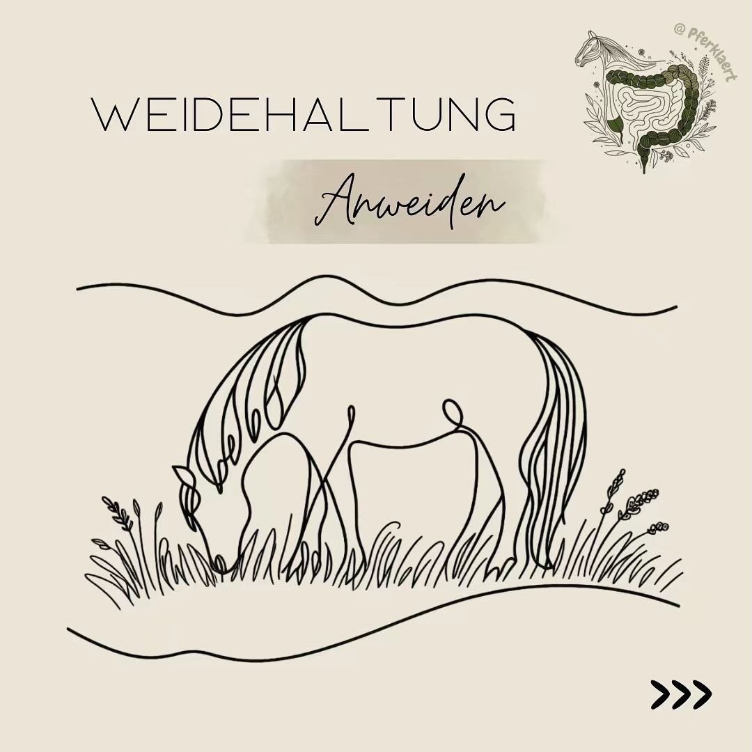 (Werbung) 🌱Anweiden mit Köpfchen – der gesunde Start in die Weidesaison
Die Sonne zeigt sich wieder öfter, das Gras sprießt – endlich startet die Weidesaison! Doch Achtung: Gerade jetzt ist achtsames Anweiden essenziell, um Verdauung, Stoffwechsel und Hufe nicht unnötig zu belasten.
🔍Warum ist Anweiden so wichtig?
Das junge Frühlingsgras enthält hohe Mengen an Fruktan und wenig Rohfaser. Besonders für empfindliche Pferde ist der Start in die Grünzeit daher eine echte Herausforderung
So gelingt der Start auf die Weide:
📏Starten, wenn die Weide bereit ist:
Das Anweiden sollte erst bei einer Grashöhe von mindestens 8-10cm erfolgen, im Idealfall ab einer Graslänge von 15-20 cm. Die klassische Höhe einer normalen Bierflasche. Das ist übrigens nicht nur
wichtig für die Pferde, sondern auch für das Gras, damit die Grasnarbe nicht zu früh belastet
wird
🌱 Langsam steigern:
Beginne mit 10–15 Minuten pro Tag und steigere die Weidezeit über 4-8 Wochen. Gib dem Darm Zeit, sich anzupassen.
🌿 Heu vor dem Weidegang:
Pferde sollten nicht nüchtern auf die Wiese. Heu davor reduziert die Grasaufnahme und schützt den Verdauungstrakt.
⏰ Am Nachmittag starten:
Nachmittags ist der Fruktangehalt im Gras am niedrigsten – so reduzierst du das Risiko von Hufrehe und Stoffwechselentgleisungen.
🧬 Stoffwechsel unterstützen:
Besonders bei sensiblen Pferden macht die gezielte Gabe von Kräutern Sinn – sie entlasten Leber & Darm und helfen beim Umgang mit Fruktanen und Mykotoxinen
🥳NEU: Dein Leitfaden für gesundes Weidemanagement ist da!
Ab sofort findest du mein neues Weideskript im Shop – dein Begleiter durch die ganze Weidesaison. Darin erfährst du auf knapp 100 Seiten mit zahlreichen Studien alles über:
👉🏻Gesetzliche Vorgaben der Weidegröße und Aufbau
👉🏻Bewertung der eigenen Weidequalität mit verschiedenen Methoden
👉🏻Nährstoffe aus dem Gras
👉🏻Richtiges An- & Abweiden
👉🏻Pflege & Nachsaat von Weiden
👉🏻Fütterung und Ergänzung auf der Weide
Hol dir jetzt das Weideskript und starte gut informiert in die Saison! Den Link findest du in meiner Bio 📲
Wie handhabst du das Anweiden bei deinem Pferd? Teile deine Tipps in den Kommentaren!