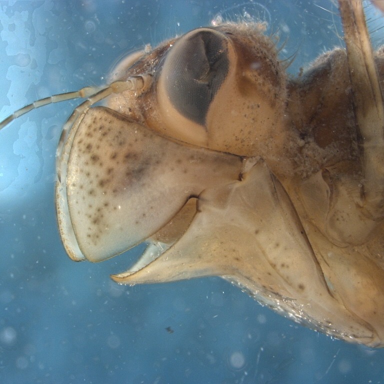 Some dragonfly larvae (aka nymphs) are just naturally happy.
